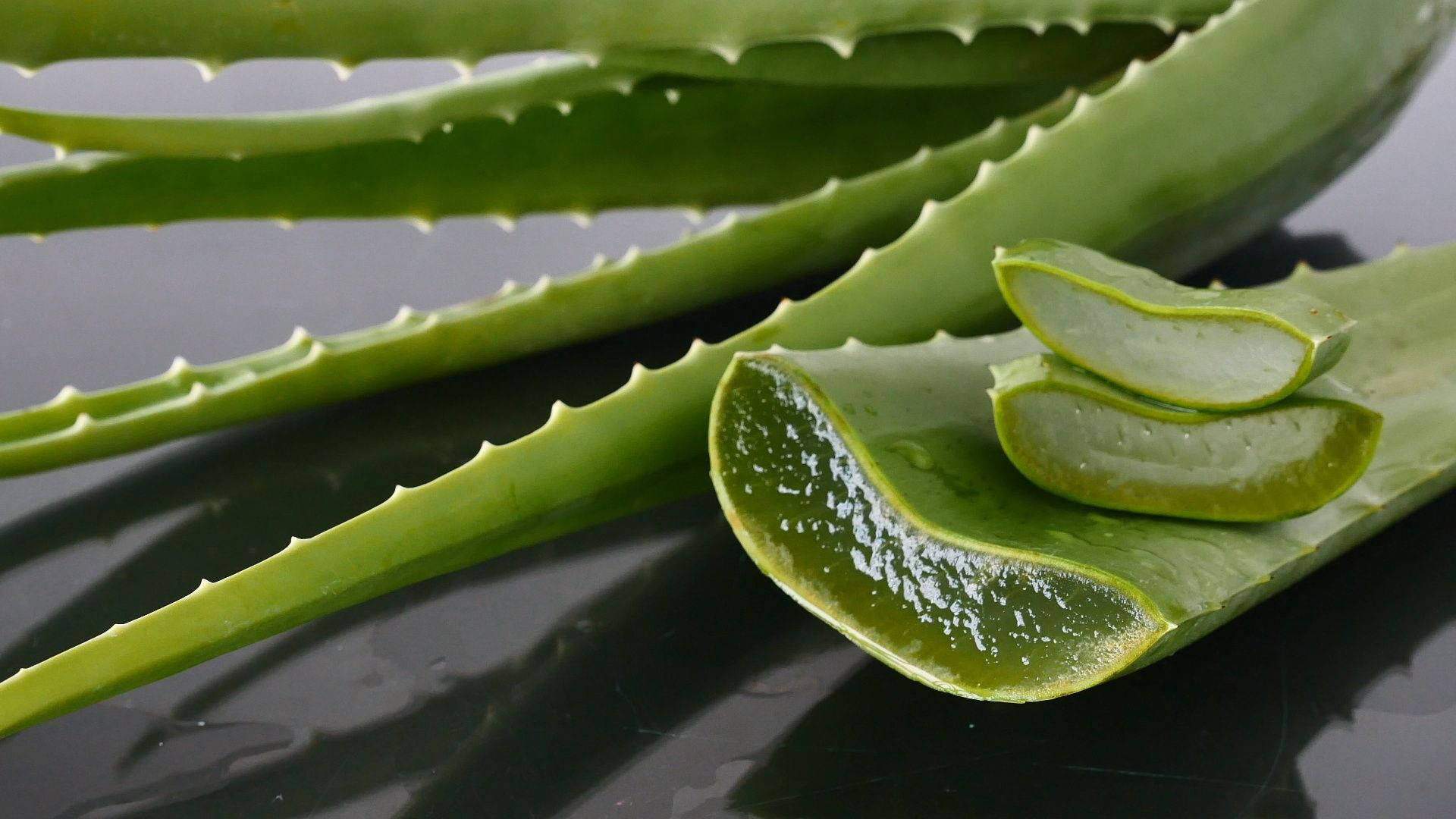 Close-up Look at Aloe Vera Leaf Wallpaper