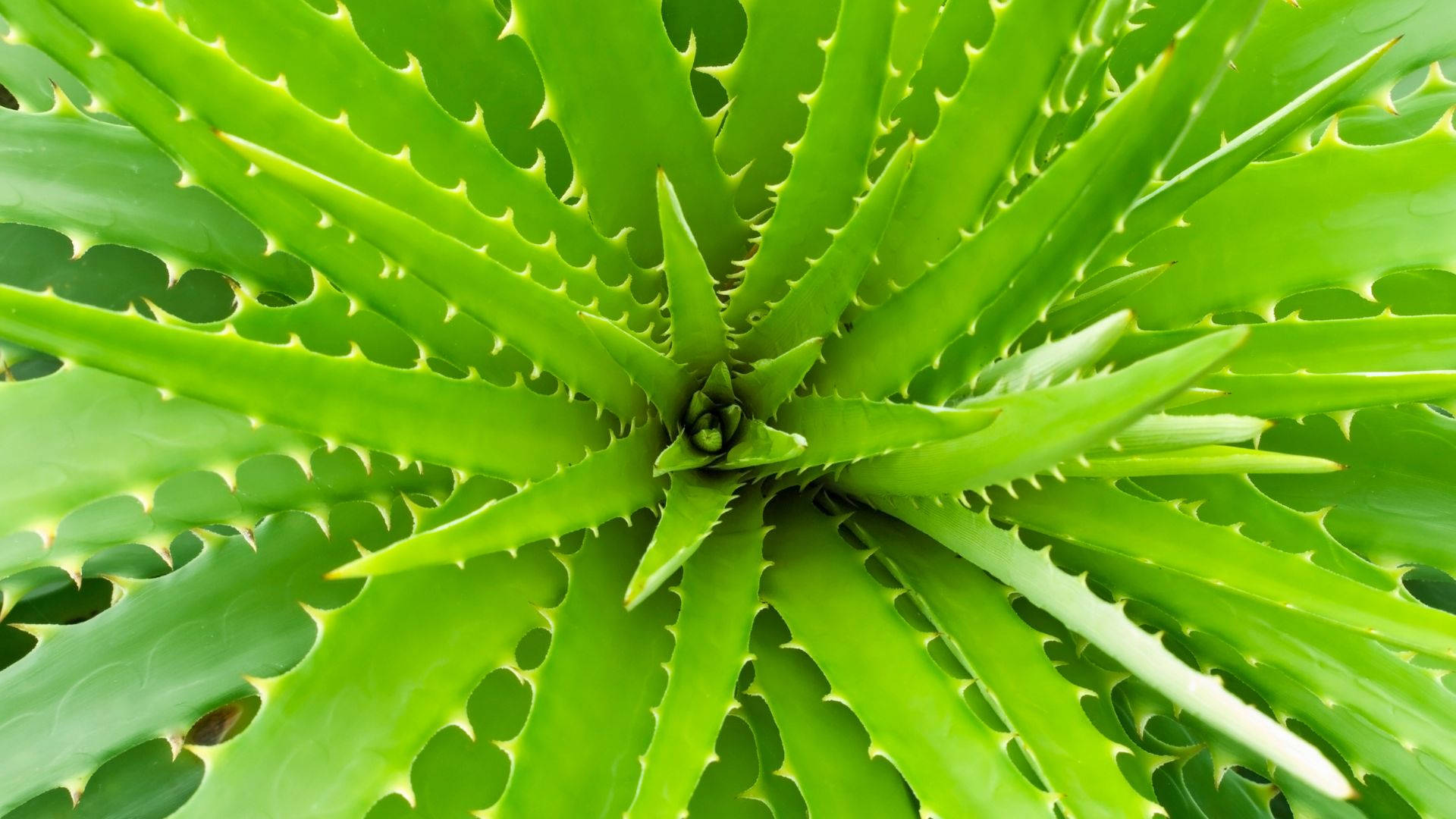 Aloe Vera Leaf Pattern Wallpaper