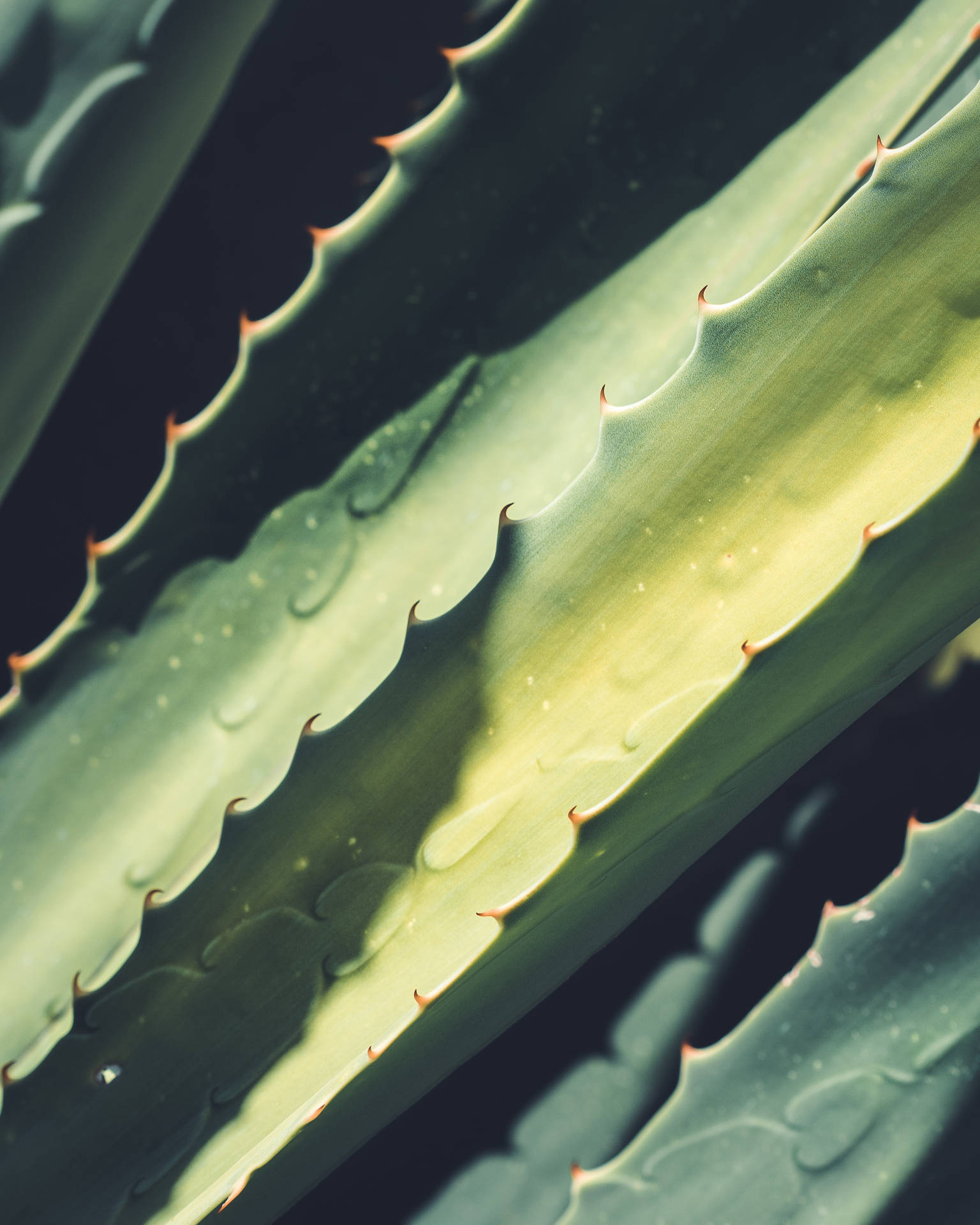 Aloe Vera Leaf Spikes Macro Wallpaper