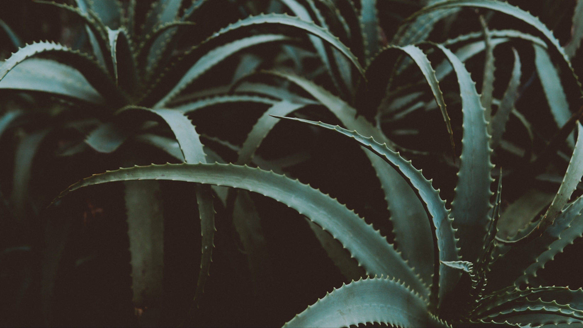 Aloe Vera Plant 4k Background
