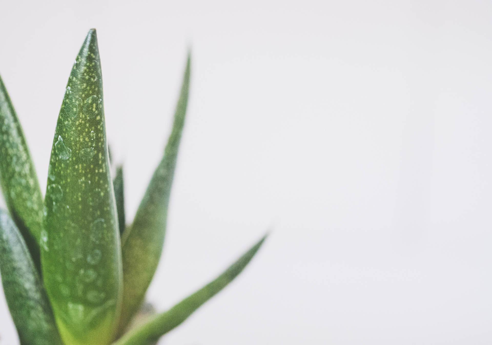 Aloe Vera Plant On Grey Background Wallpaper