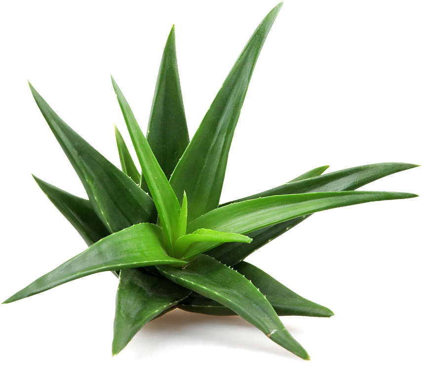 Aloe Vera Plant P N G Image PNG