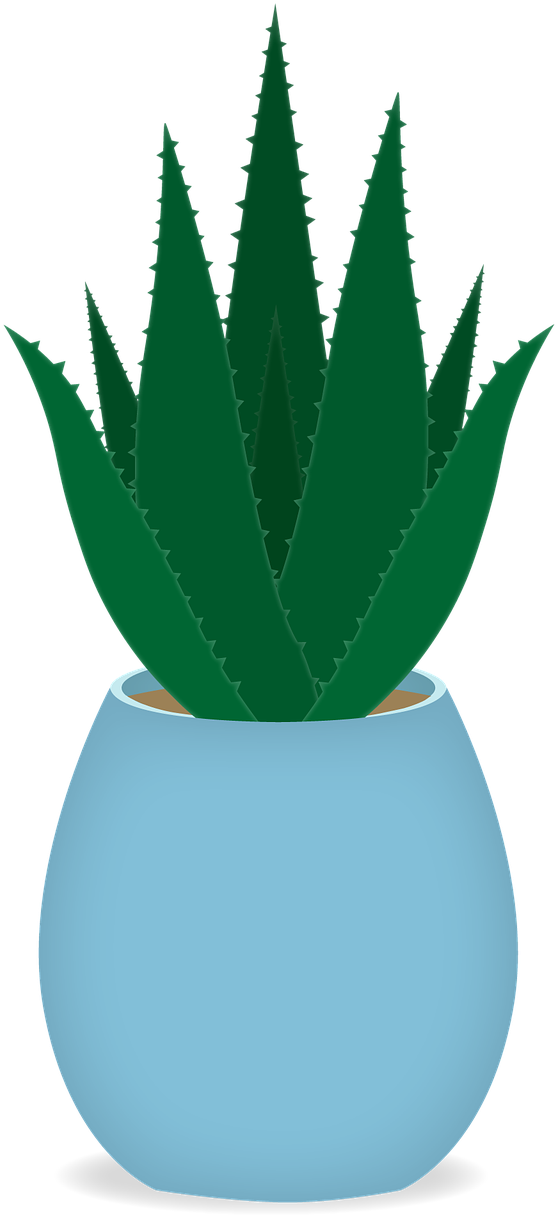 Aloe Vera Plantin Blue Pot PNG