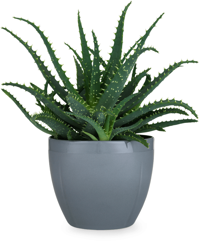 Aloe Vera Plantin Grey Pot PNG