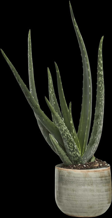 Aloe Vera Plantin Pot PNG