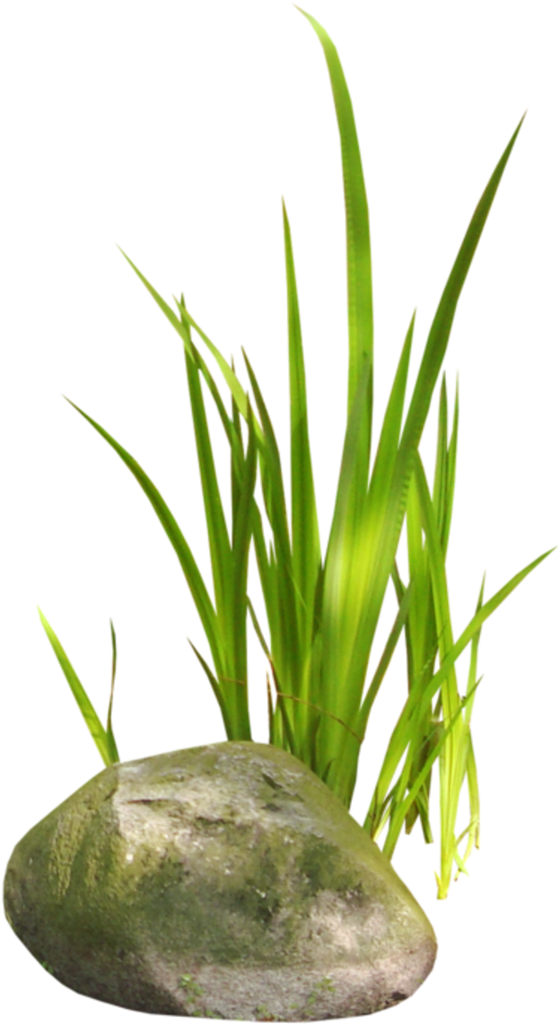 Aloe Vera Planton Rock PNG