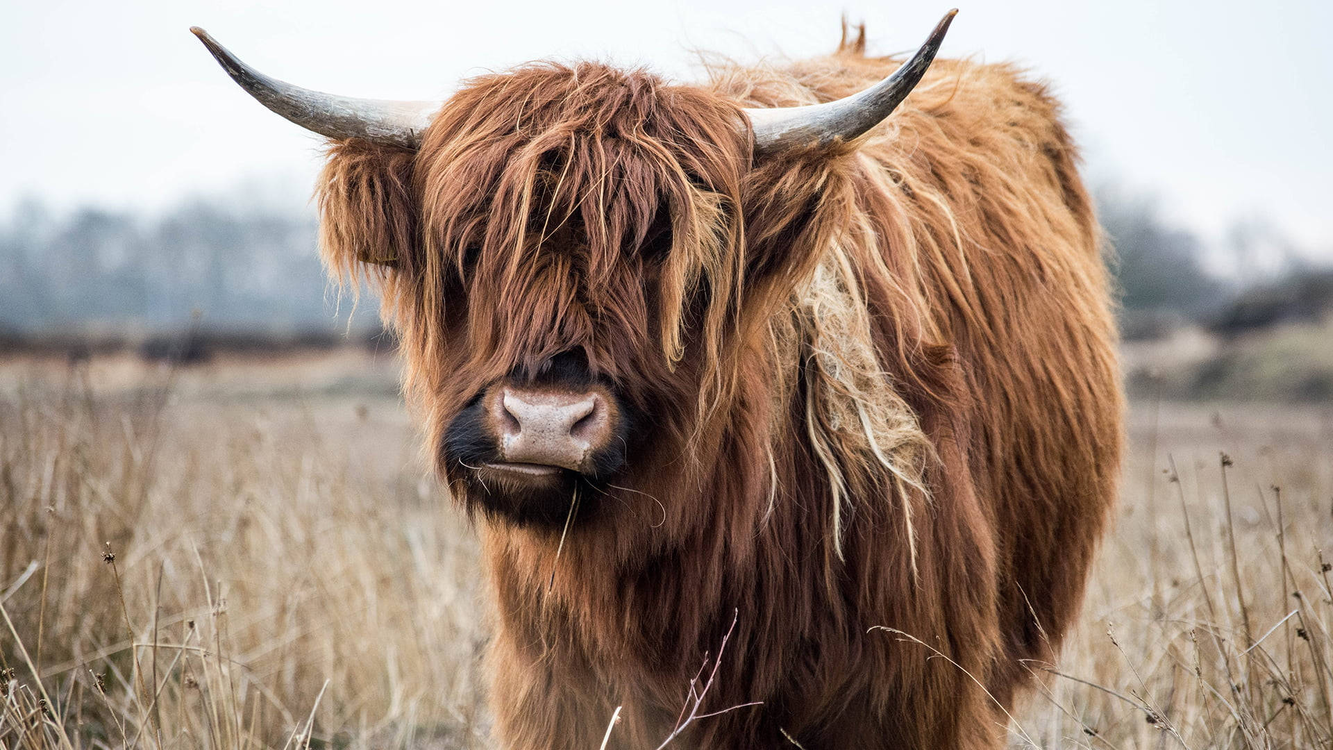 Alone Iconic Cattle Of Scotland Wallpaper