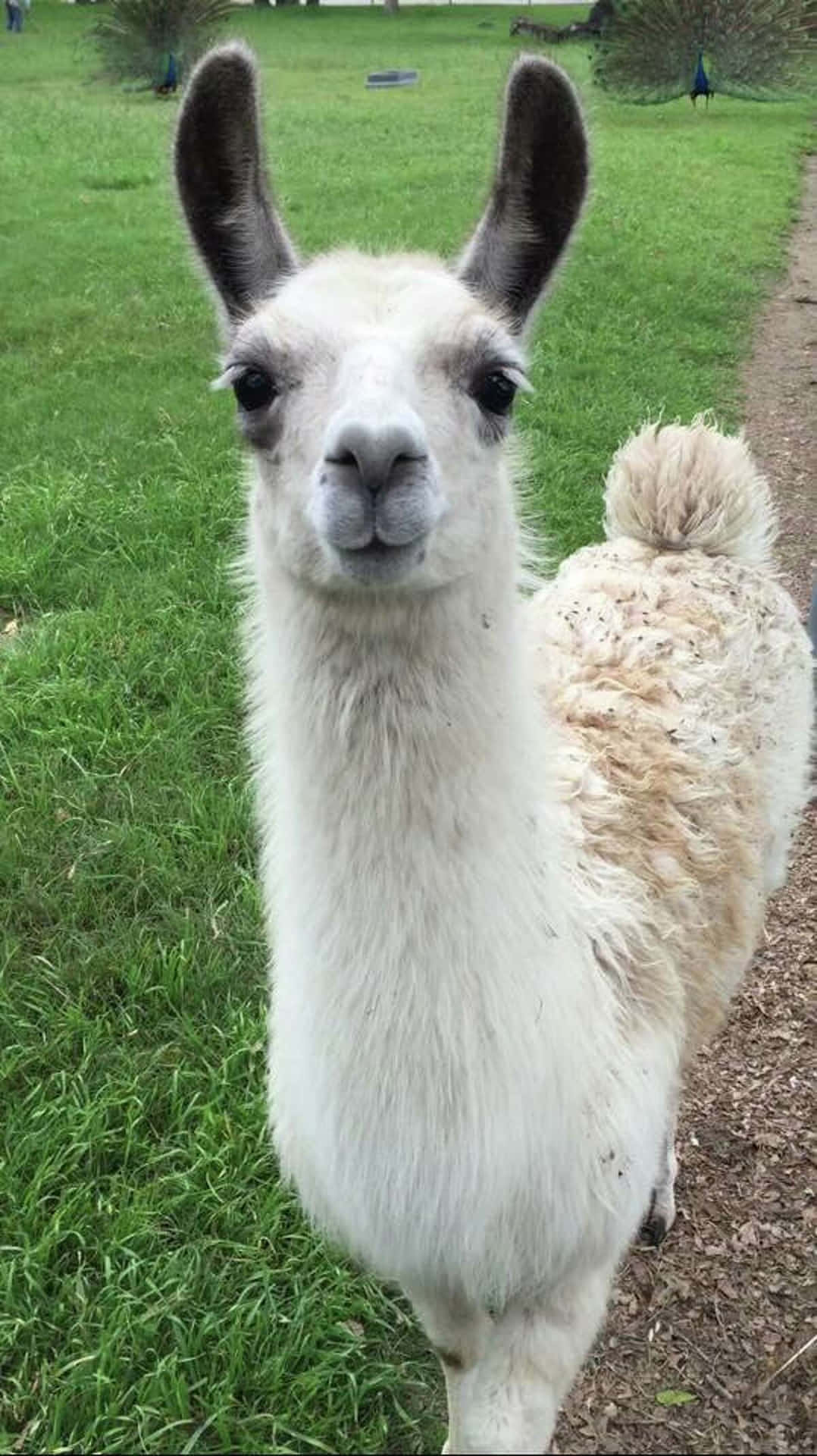A fluffy and playful alpaca in its natural habitat.