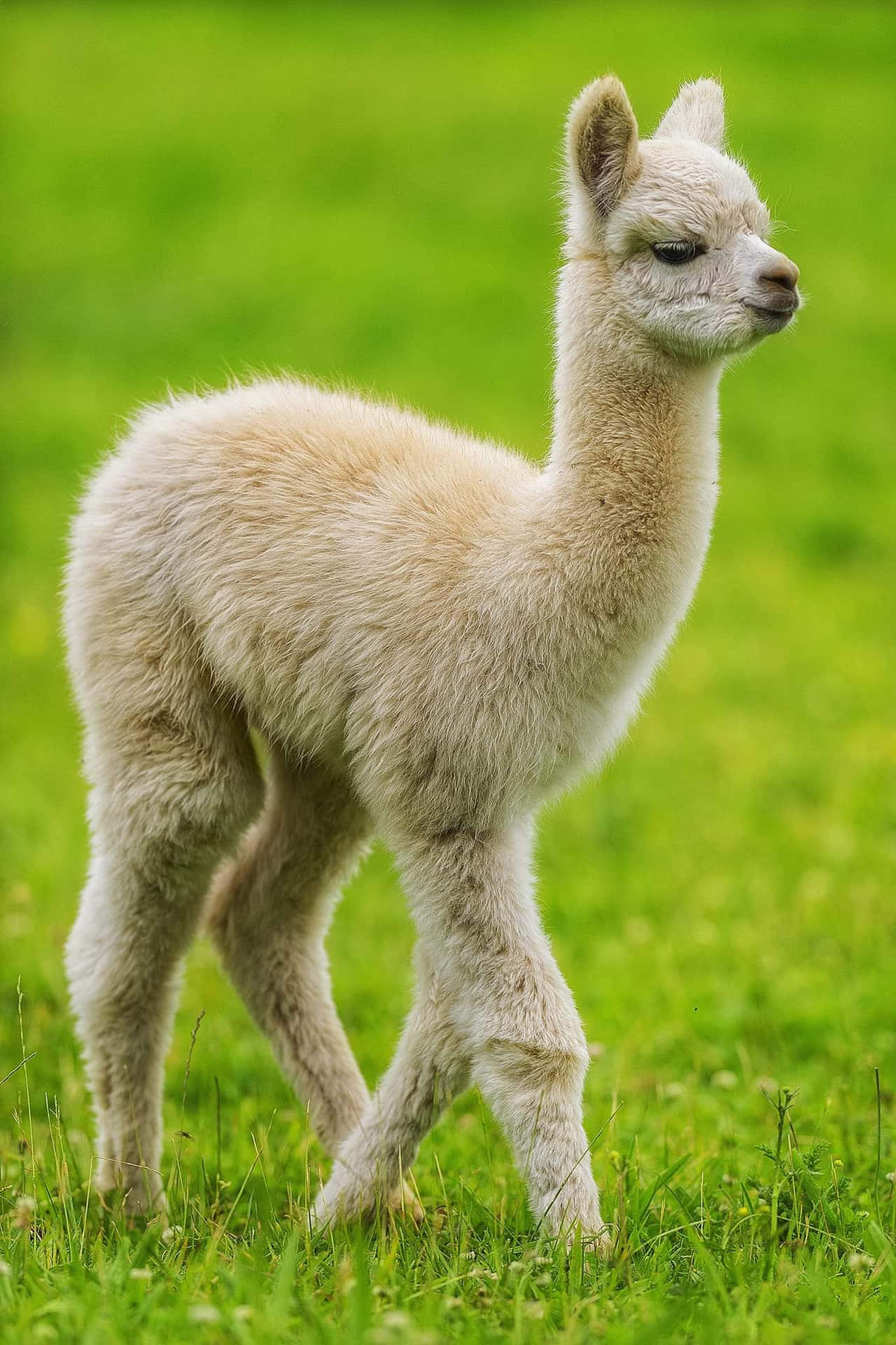 Stand Out with an Alpaca
