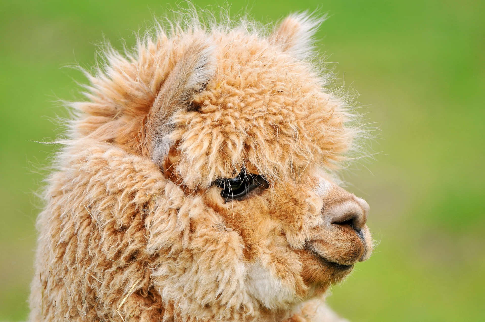 Image  Playful alpaca showing off its impressive natural beauty