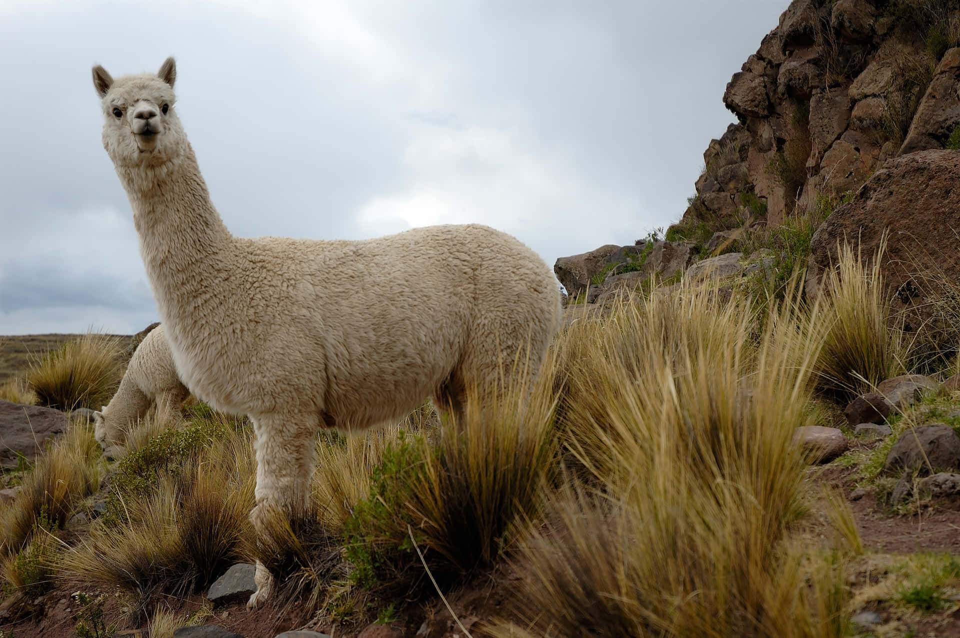 Ilmorbido Pelo Dell'alpaca È Un'aggiunta Perfetta Per Rimanere Al Caldo Durante L'inverno.