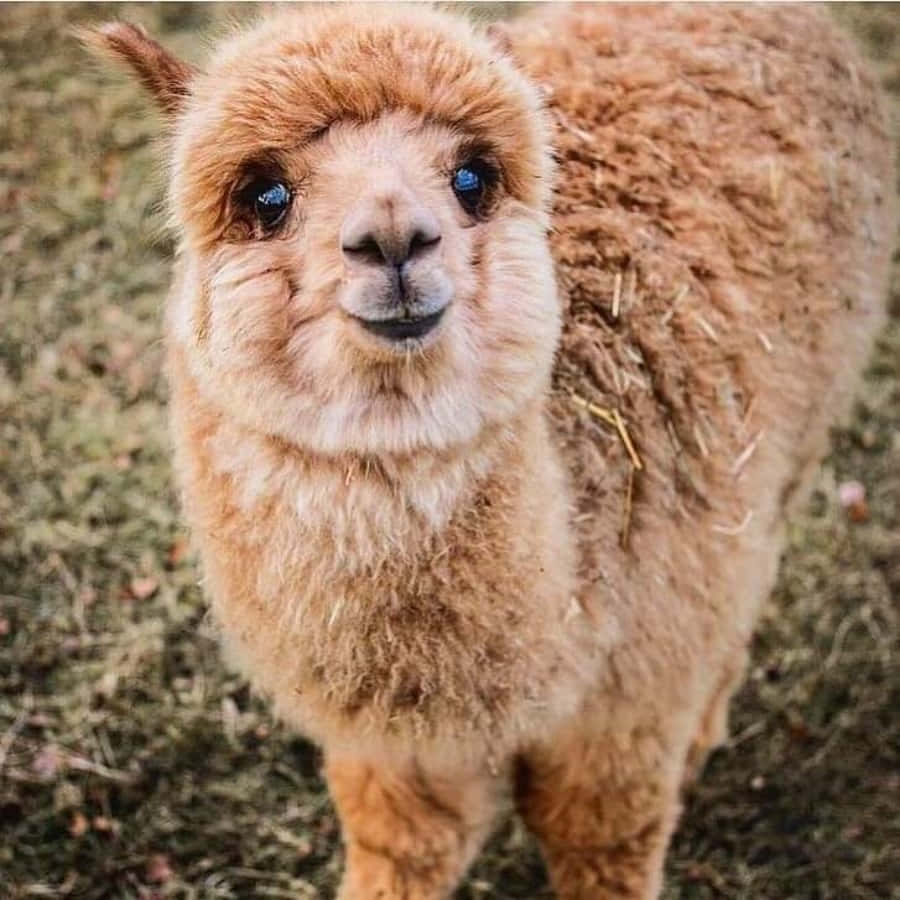 Alpaca enjoys a peaceful day in the countryside