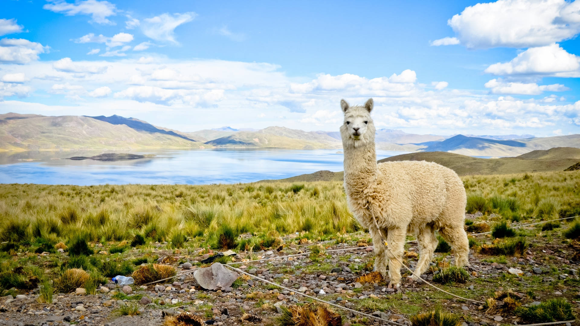 Alpaca And Surrounding Landscape