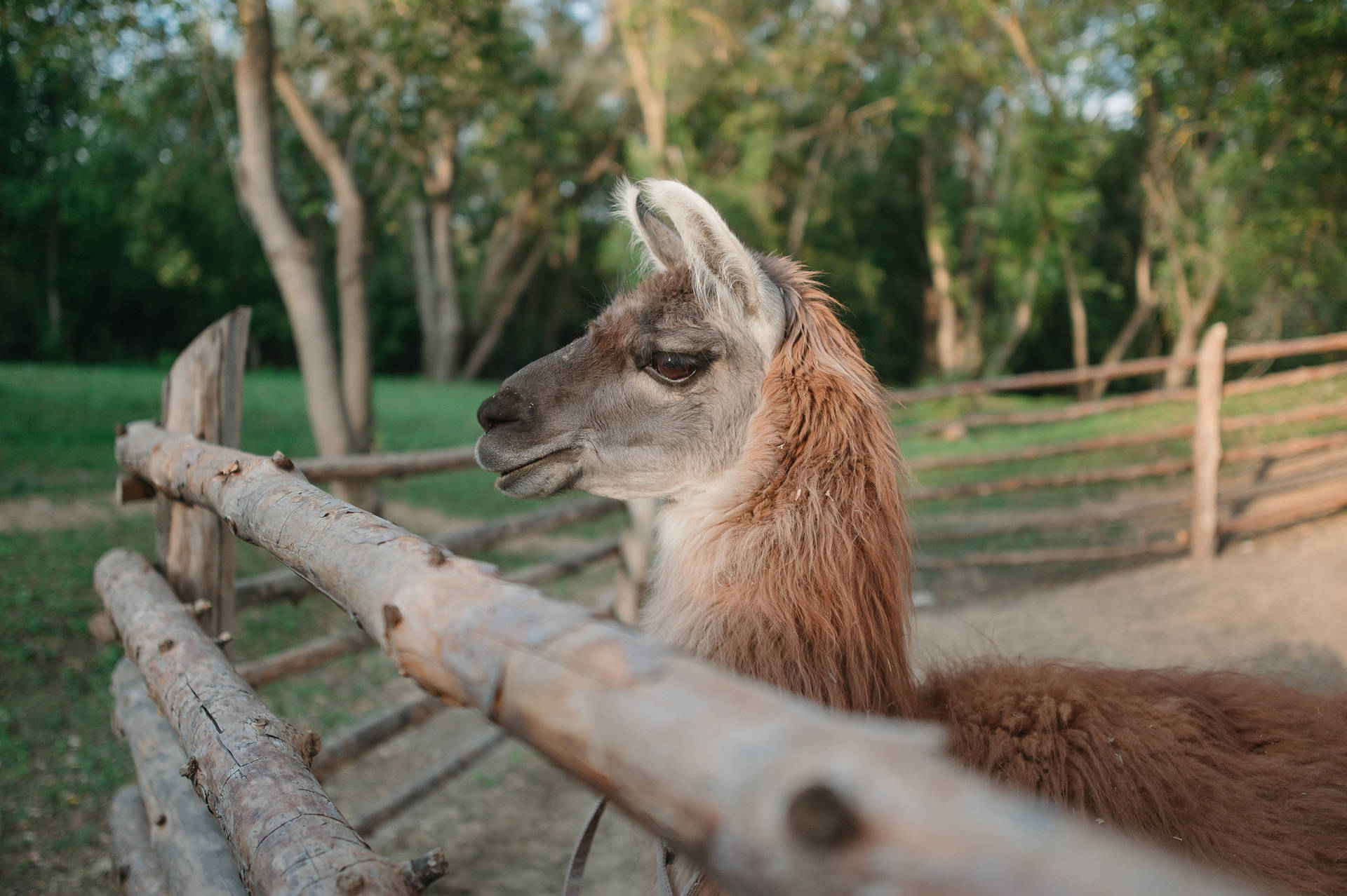 Alpaca By A Wooden Fence
