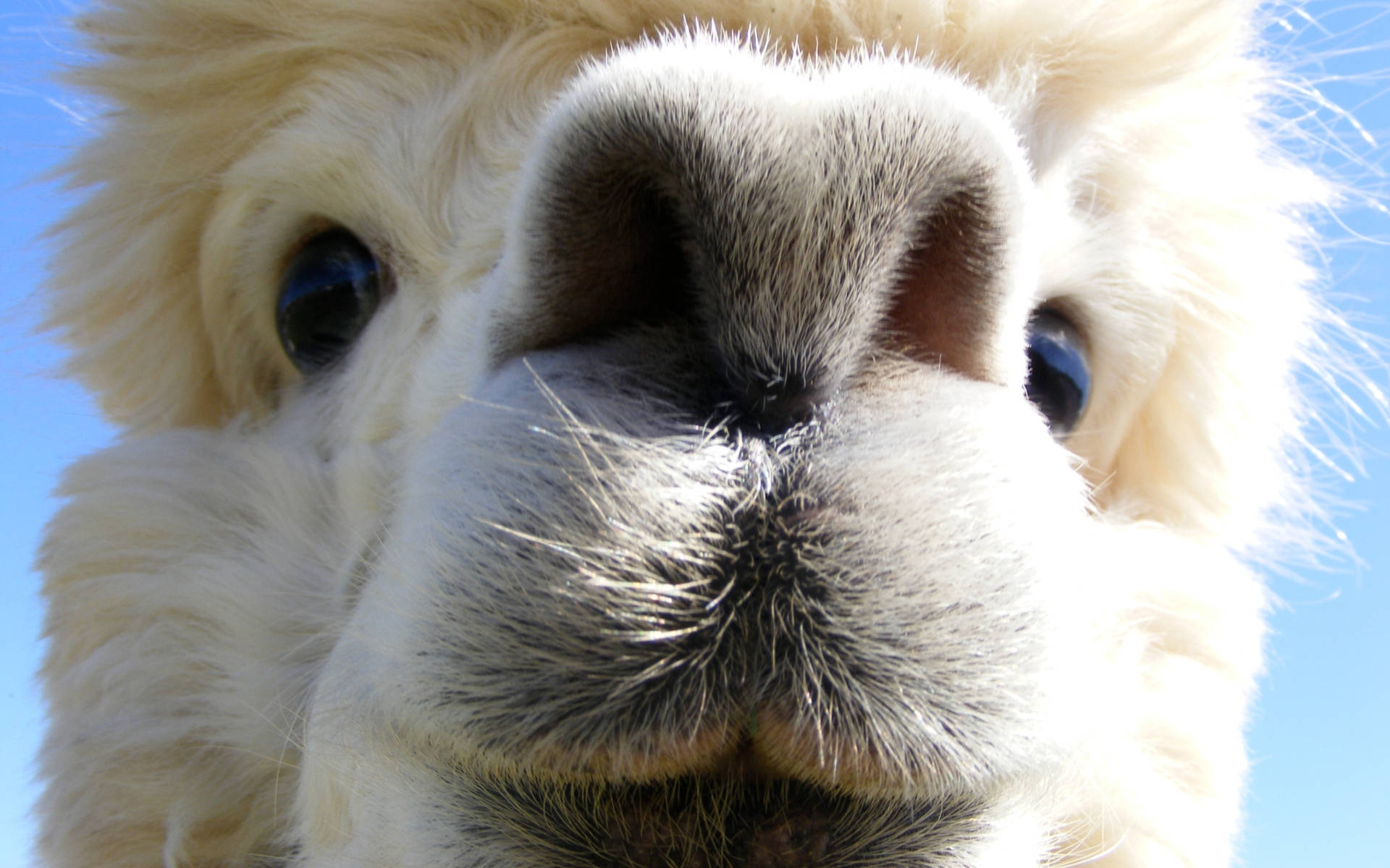 Alpaca Cute Muzzle