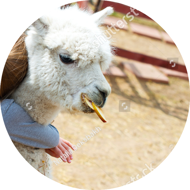 Alpaca Eating Treat PNG