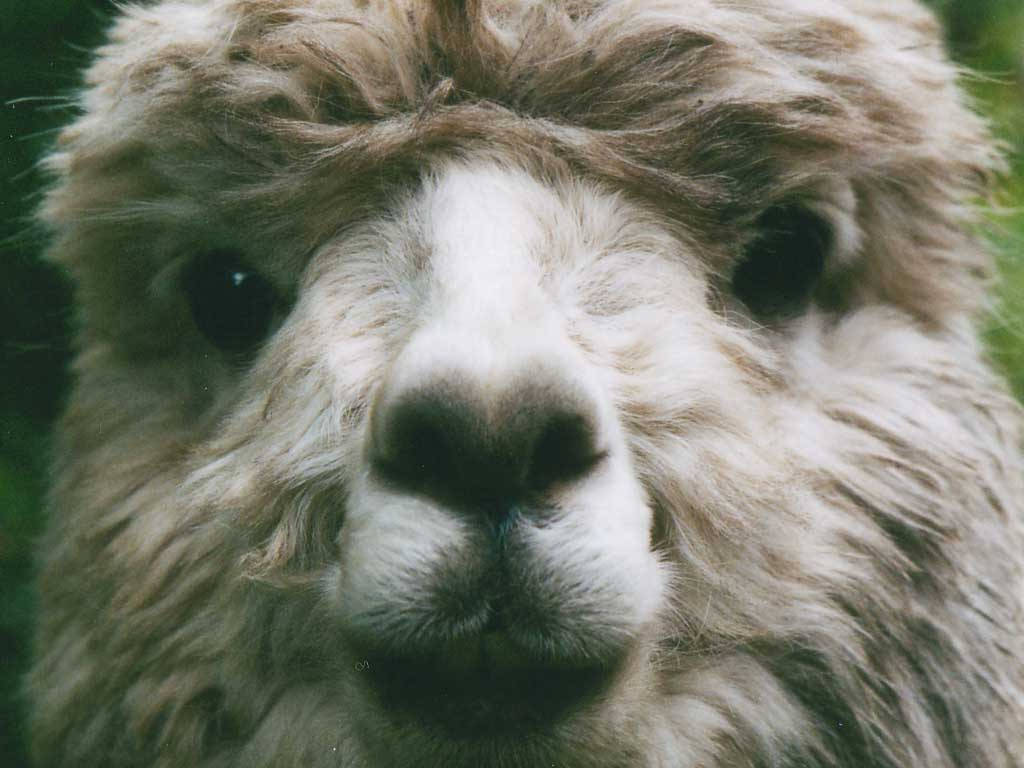 Alpaca Front Face