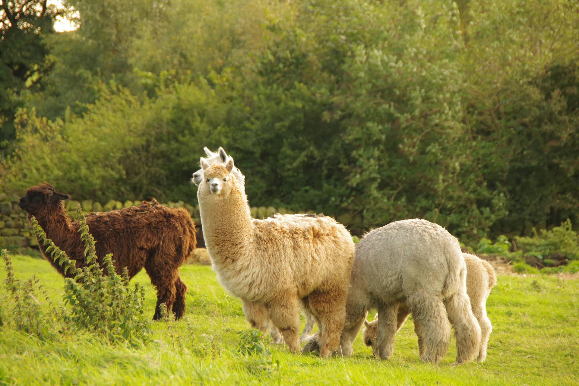 Alpaca Herd On Grass Wallpaper