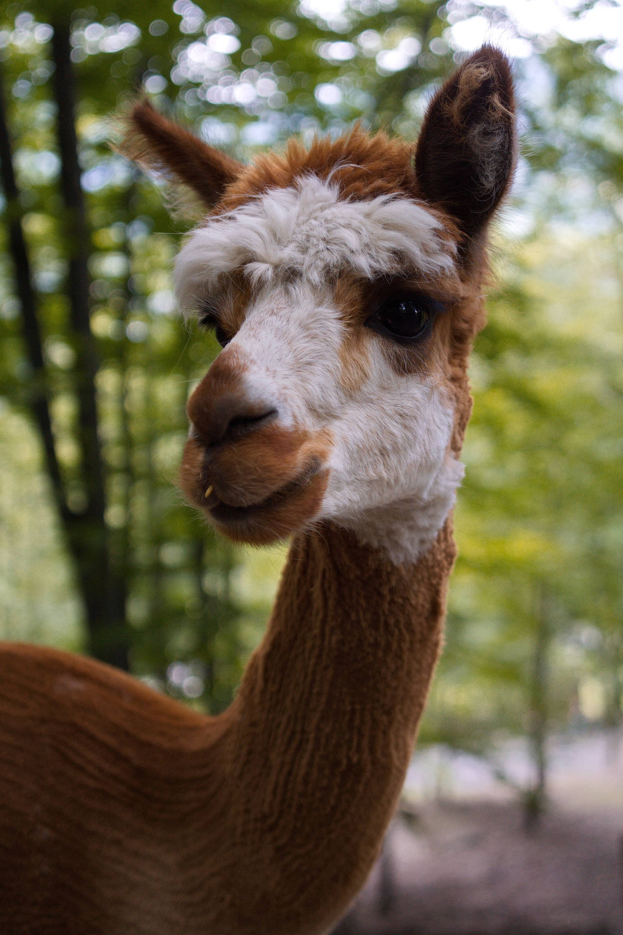 Alpaca In The Forest