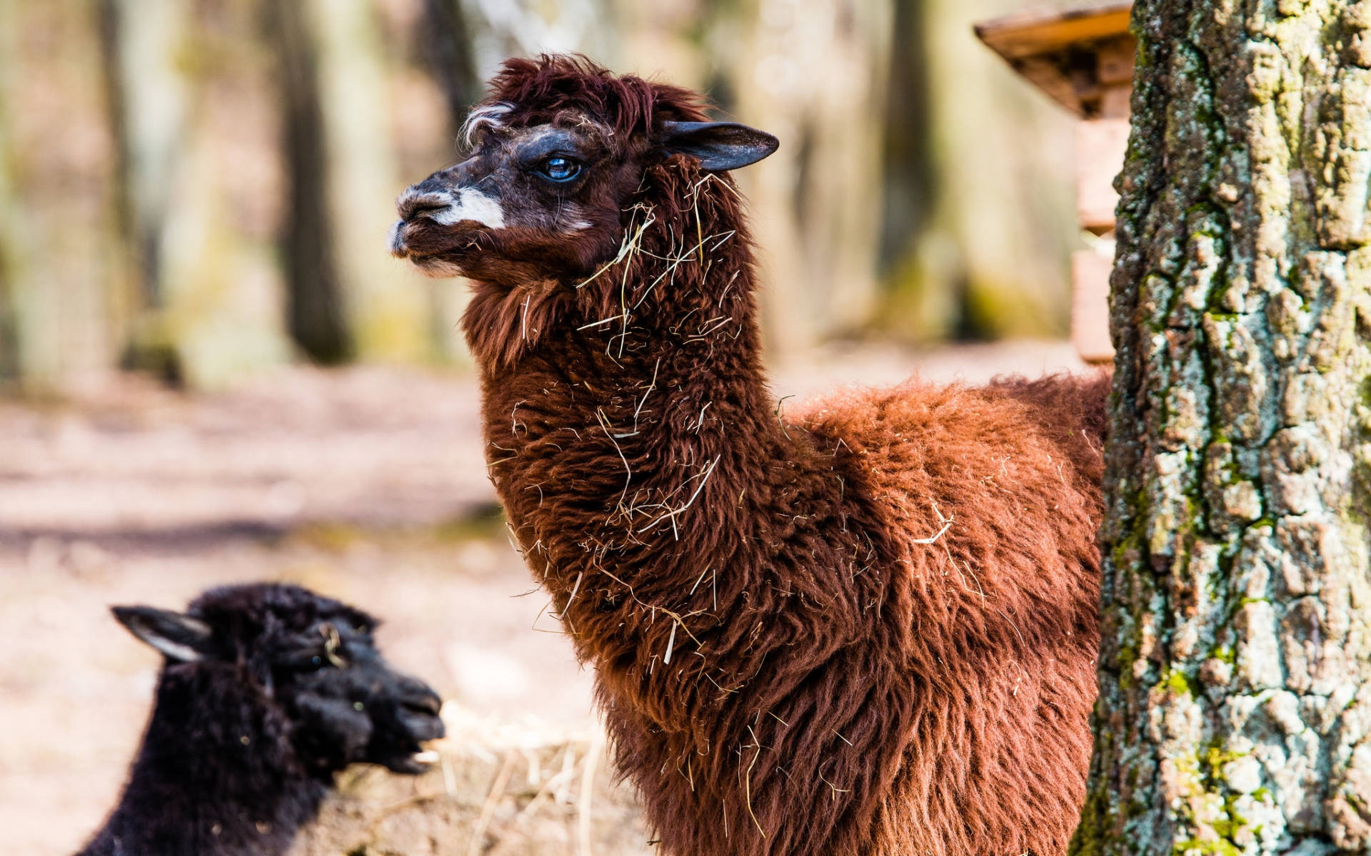 Alpaca Med Sort Cria Wallpaper