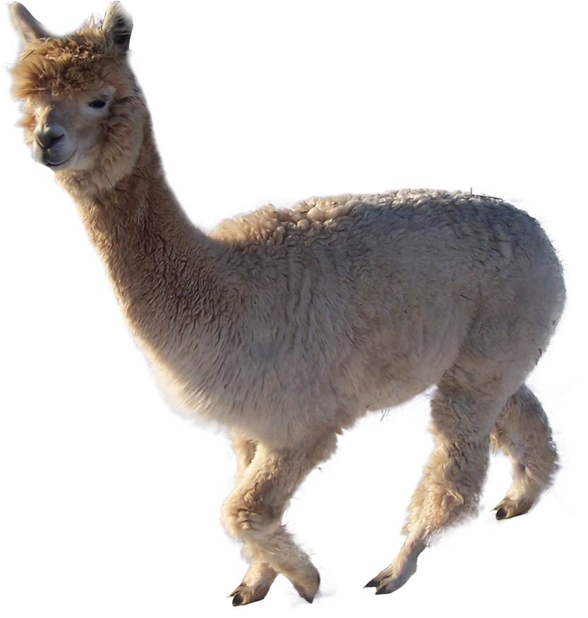 Alpaca Profile Isolated.png PNG