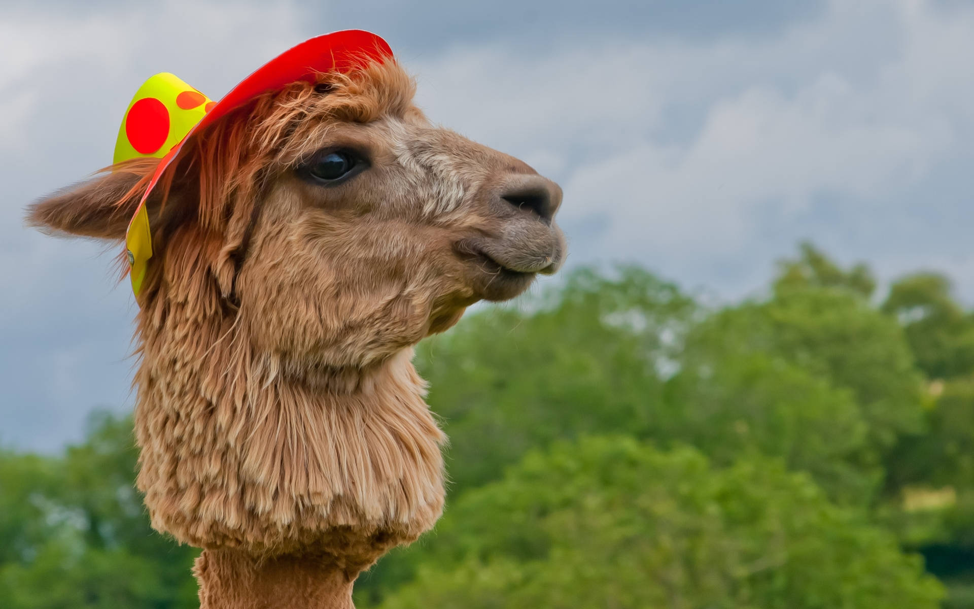 Alpacacon Sombrero Fondo de pantalla