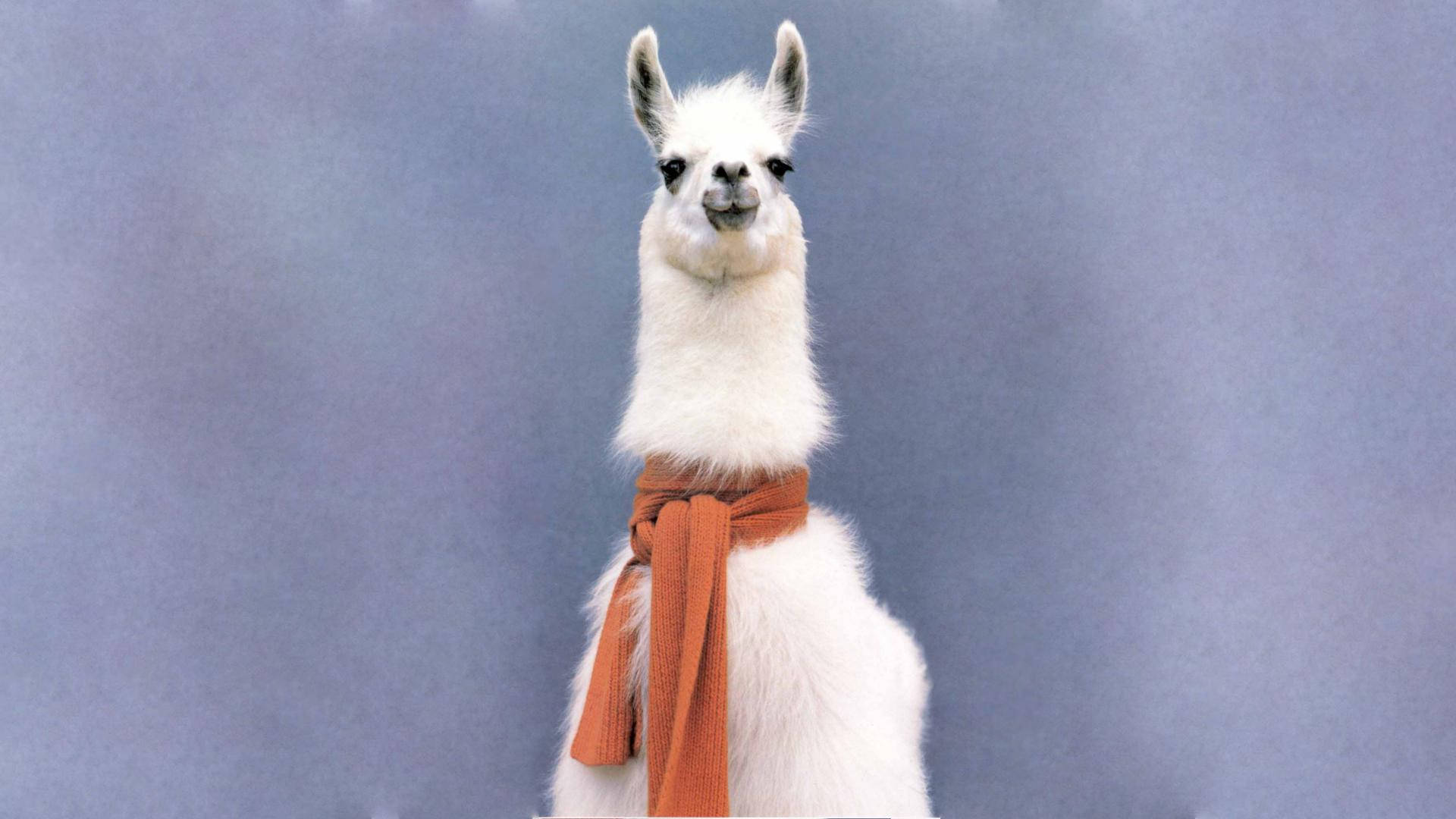 Alpaca With Red Scarf