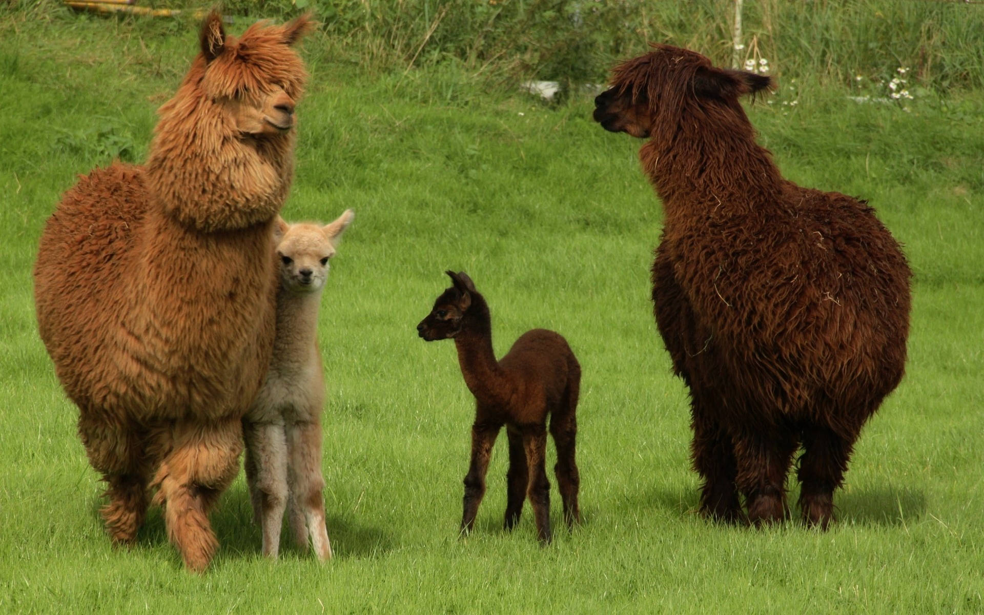 Alpacas Adult And Child