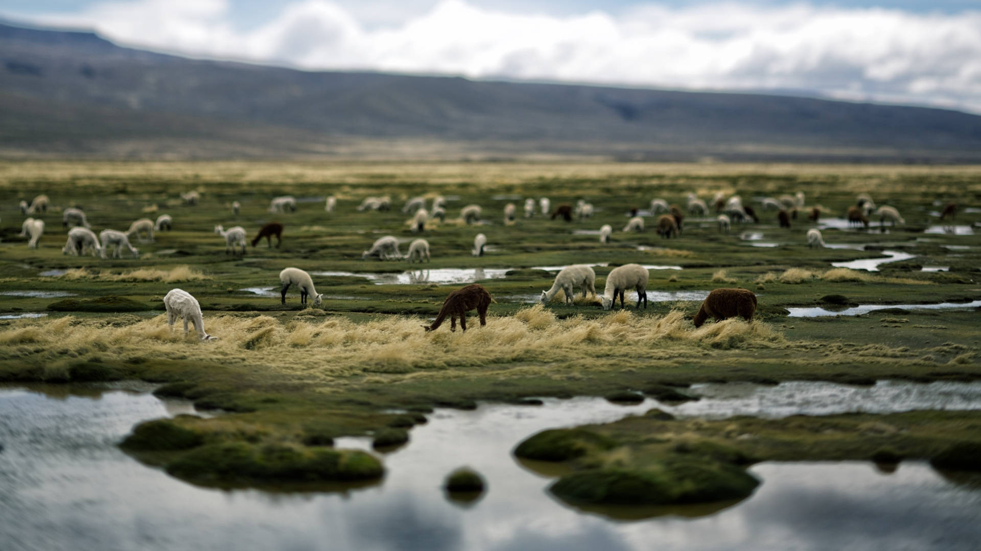 Alpacas On A Grassland