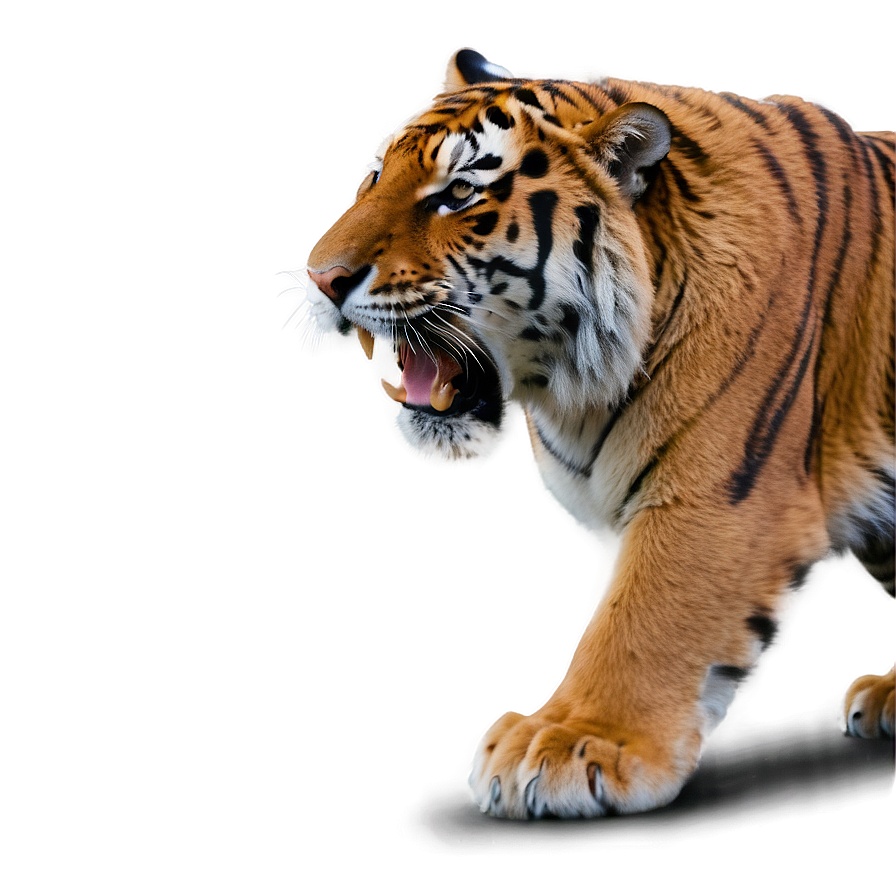 Alpha Tiger Displaying Power Png Bgt PNG