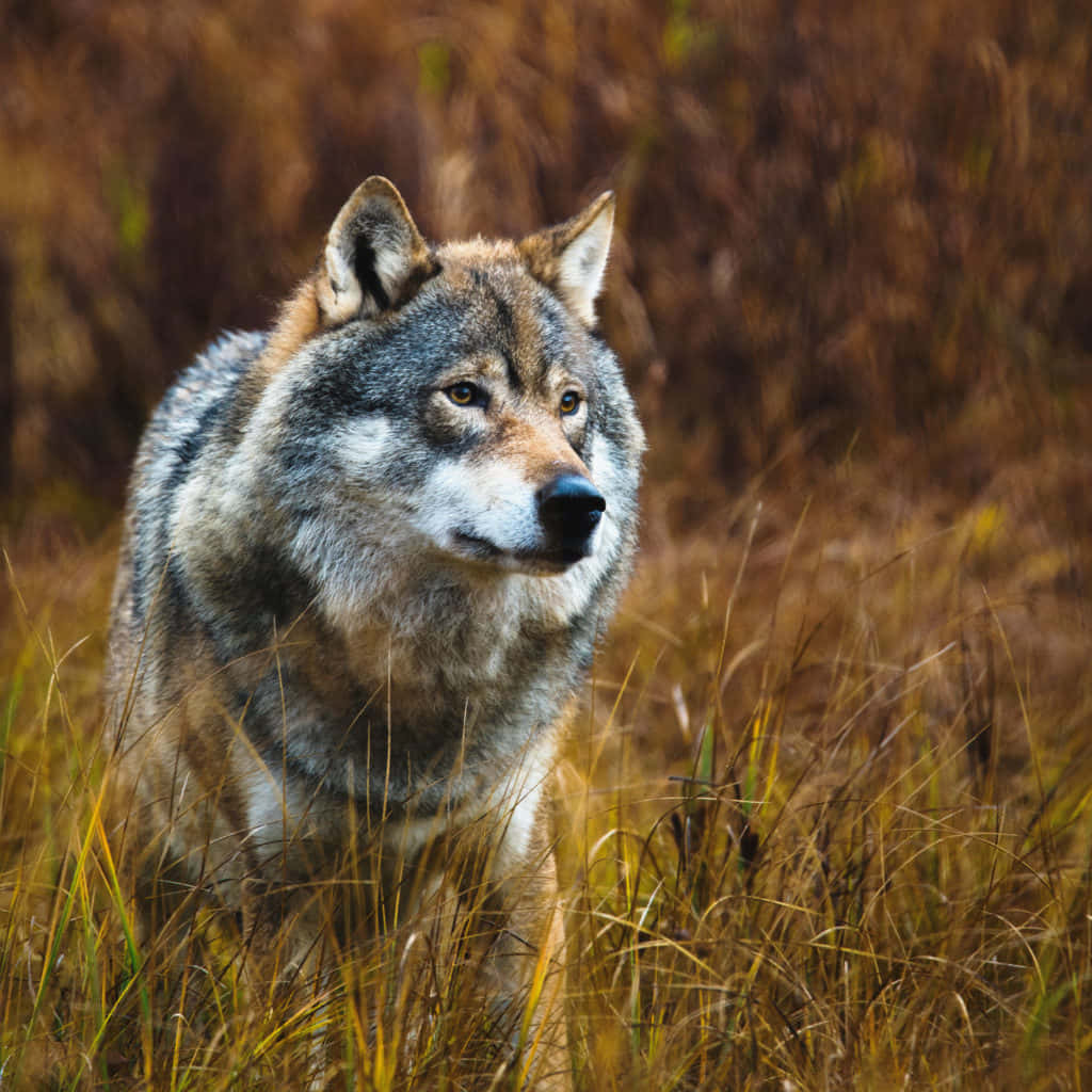 Majestic Alpha Wolf in a Snowy Forest Wallpaper