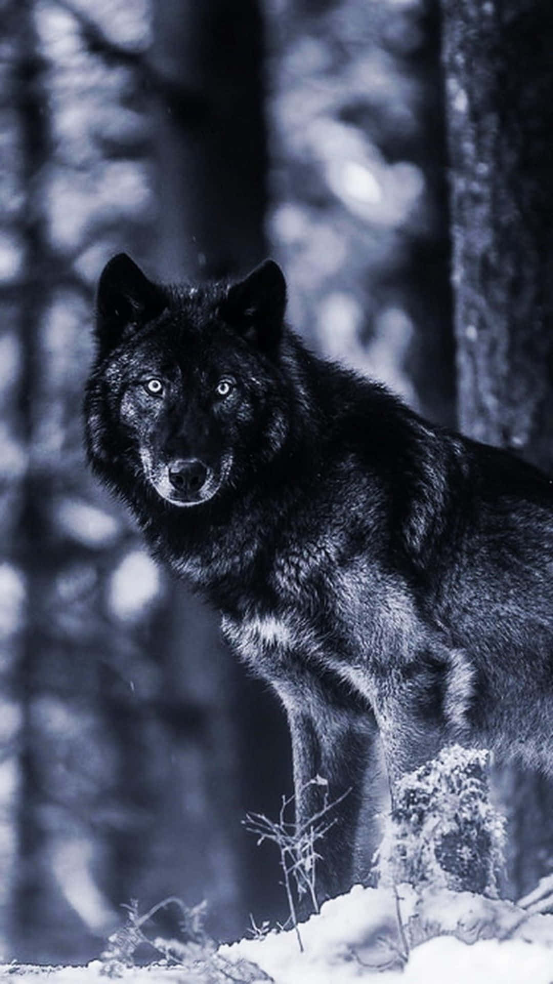 Captivating Alpha Wolf Staring Intently Wallpaper