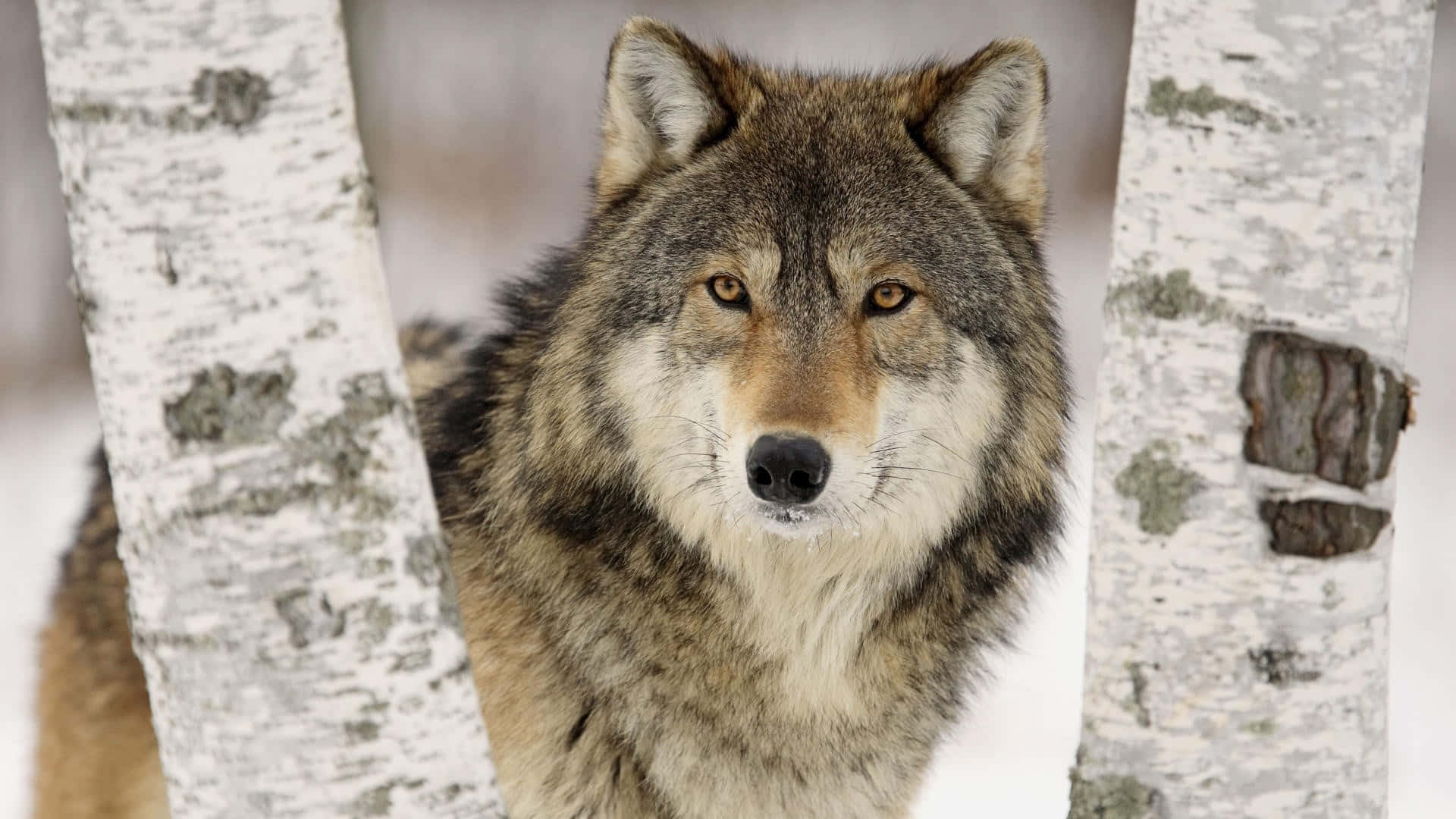 Fierce Alpha Wolf in Majestic Nature Wallpaper