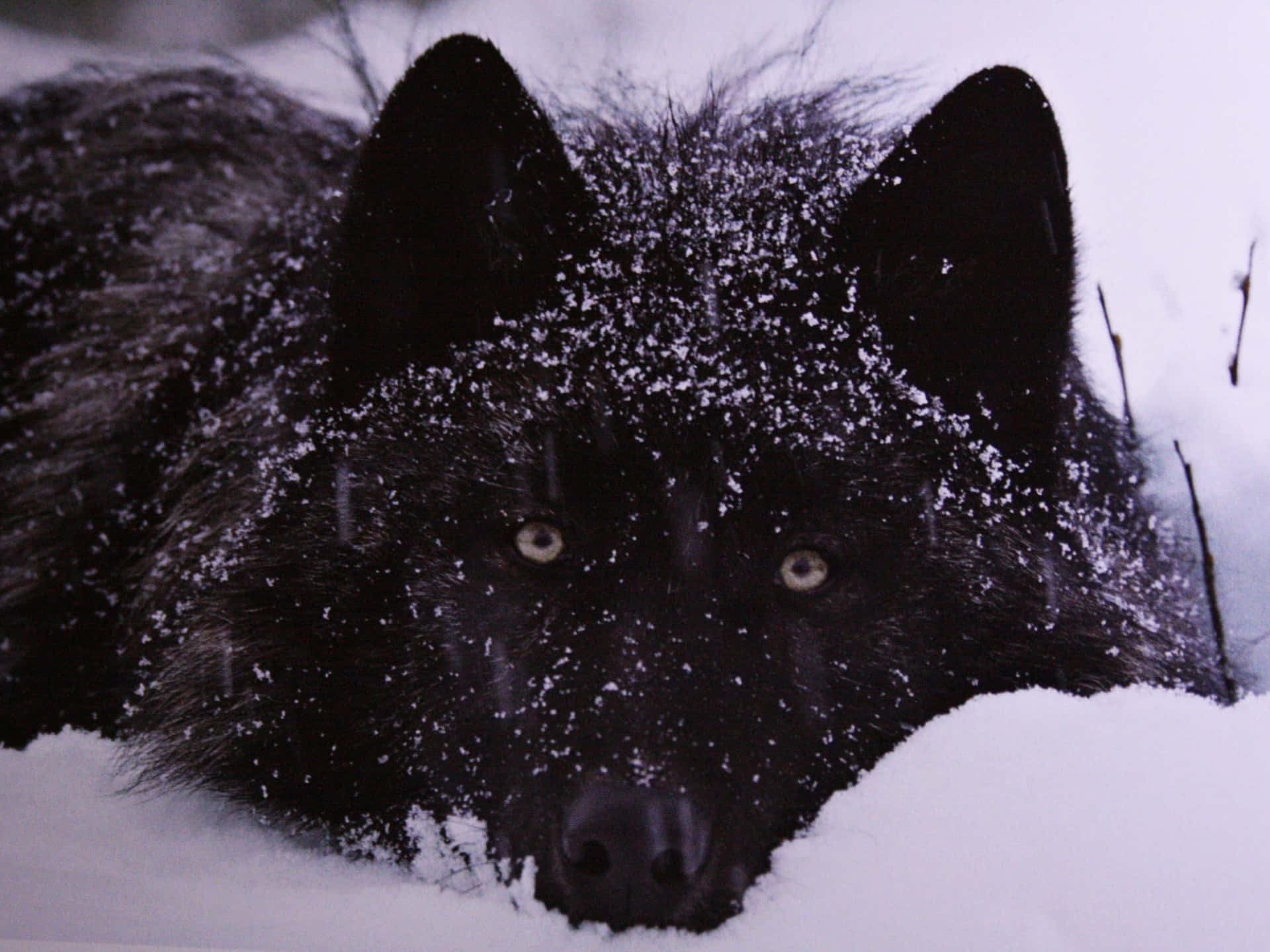 Majestic Alpha Wolf in its Natural Habitat Wallpaper