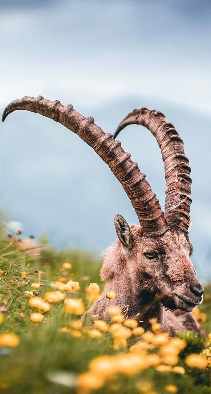 Alpine_ Ibex_ Amidst_ Yellow_ Flowers.jpg Wallpaper