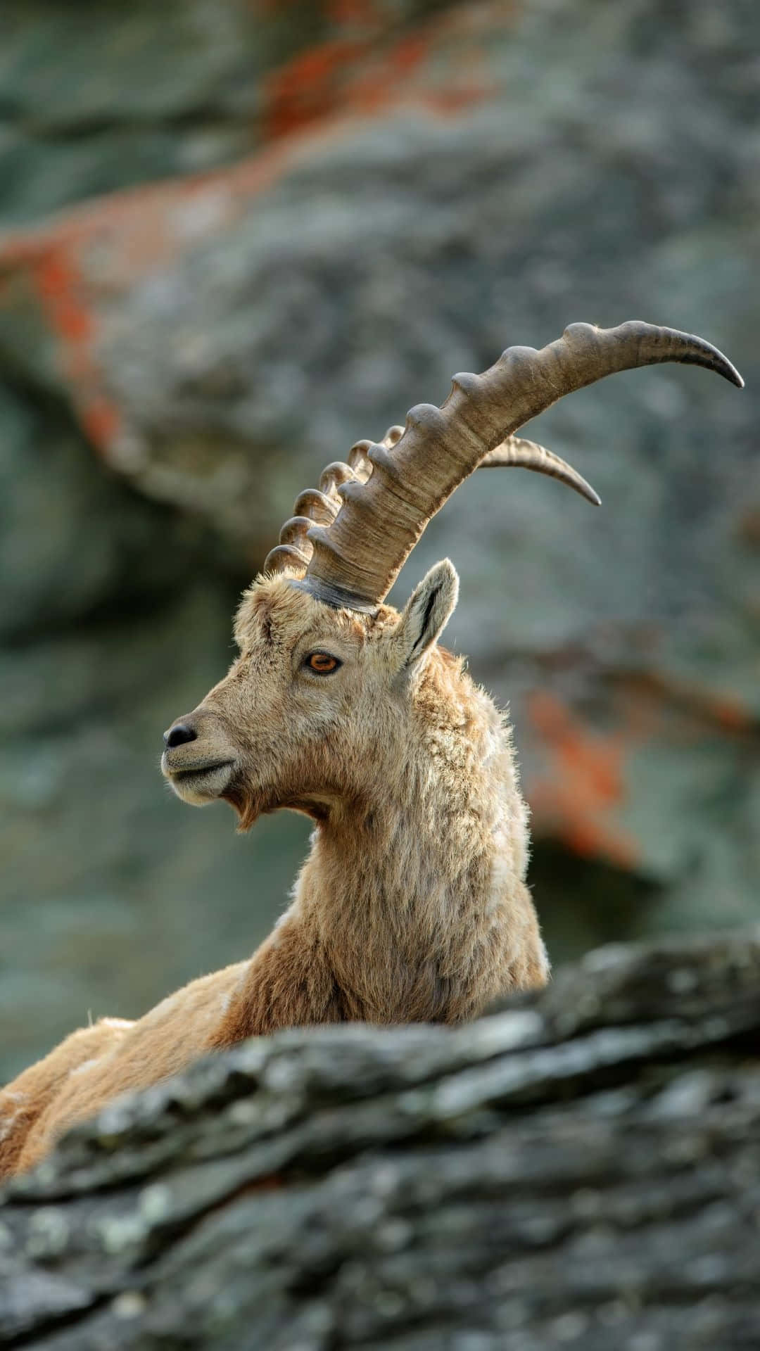 Alpine Ibex Profile Rocky Backdrop.jpg Wallpaper