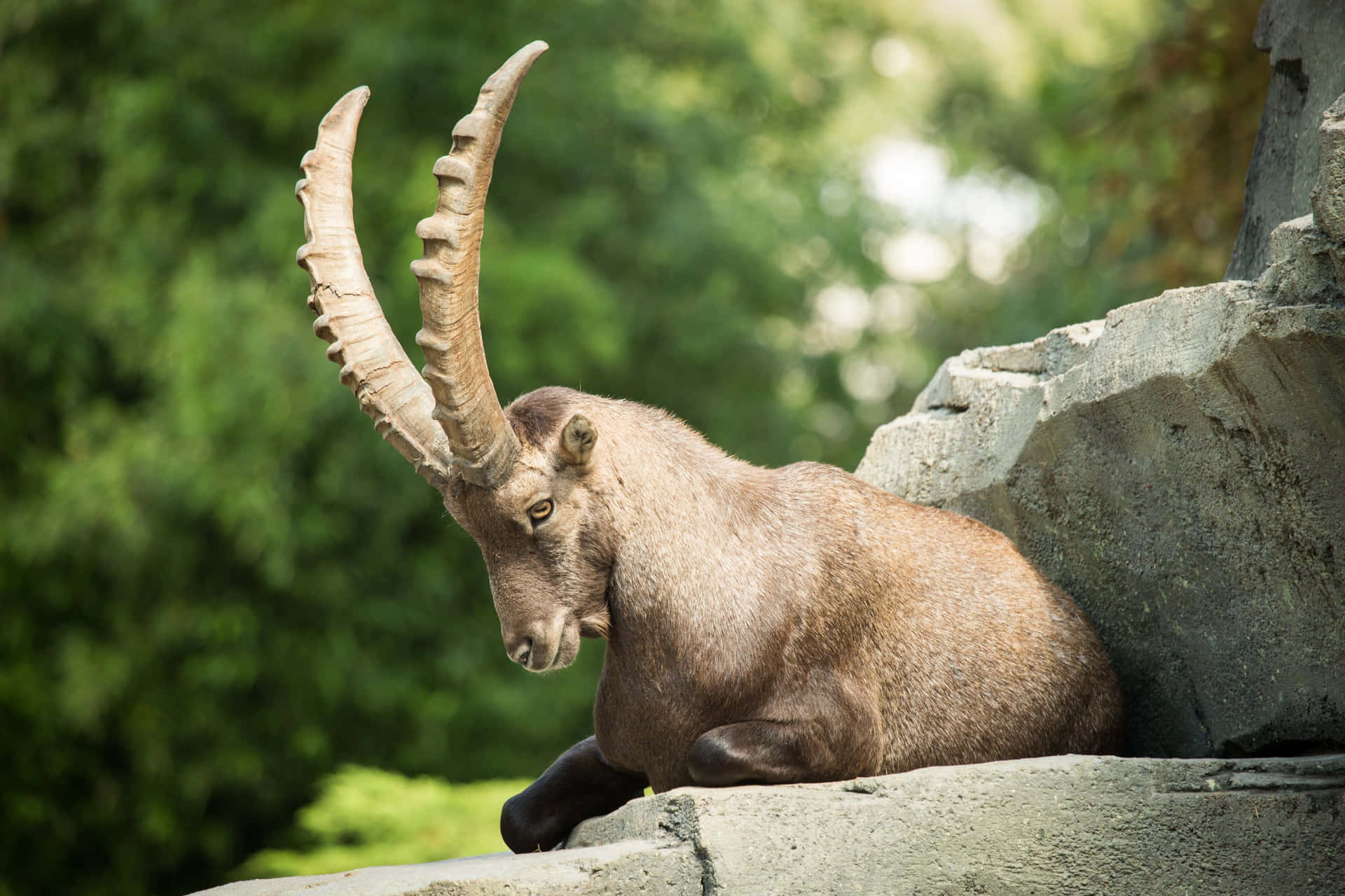 Alpine Ibex Restingon Rock Wallpaper