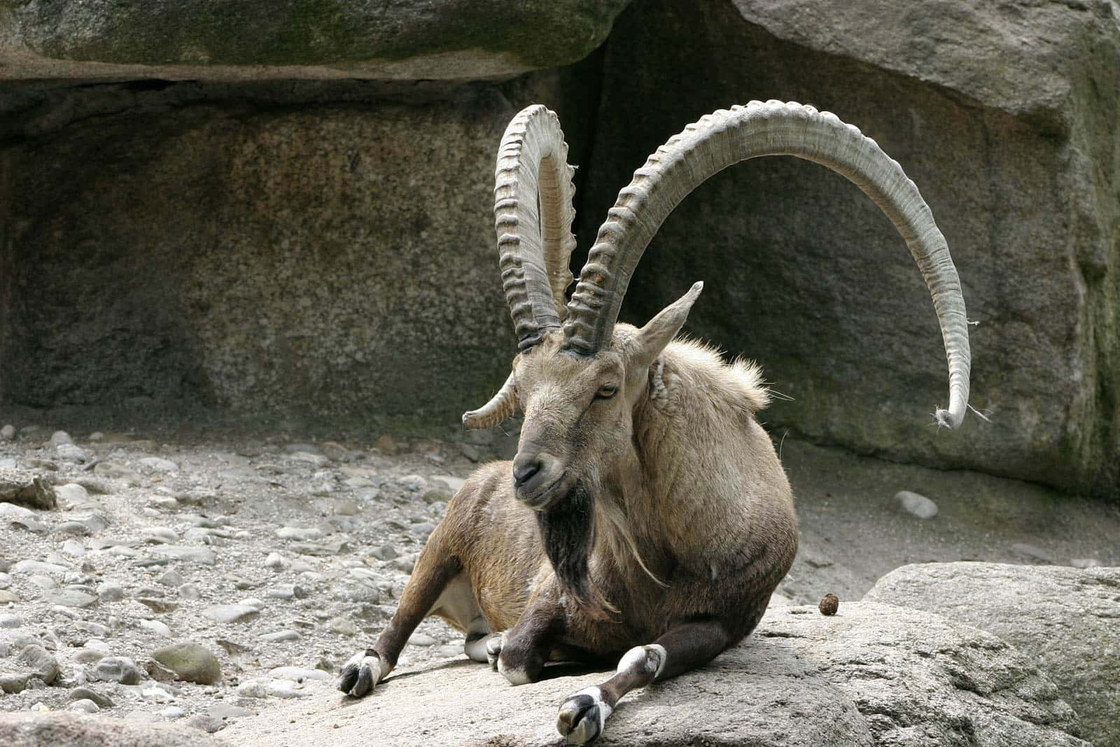 Alpine Ibex Restingon Rocks Wallpaper