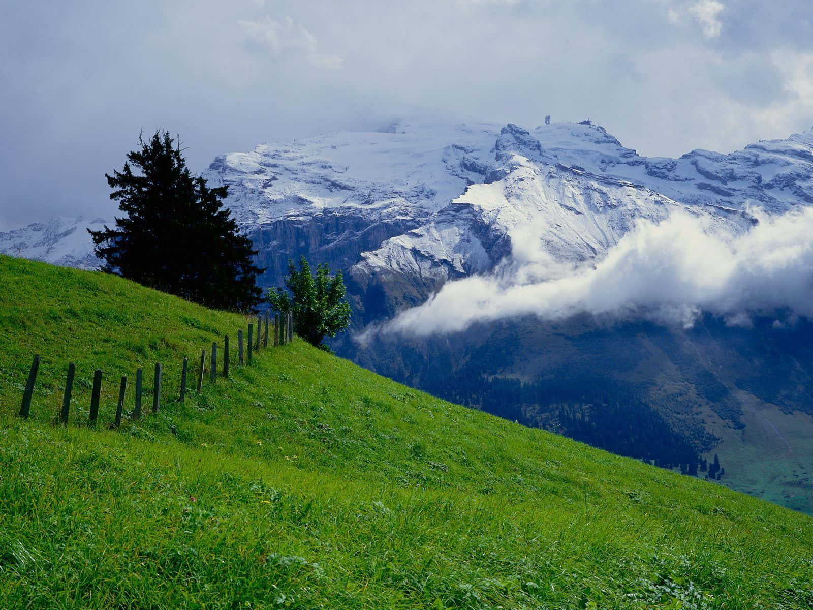 Alpine_ Meadow_and_ Snowy_ Mountains Wallpaper