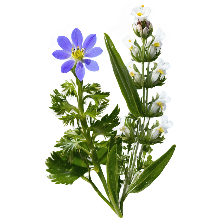 Alpine Wildflowers Panorama Png 48 PNG