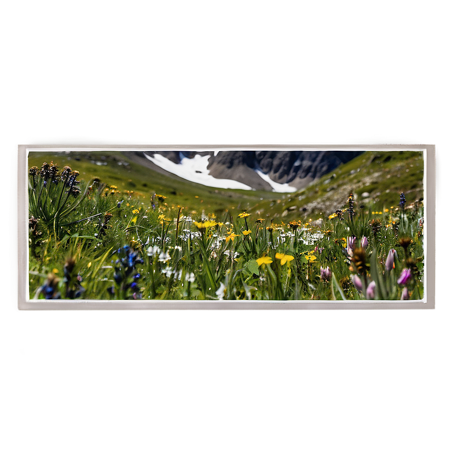 Alpine Wildflowers Panorama Png Tcl21 PNG