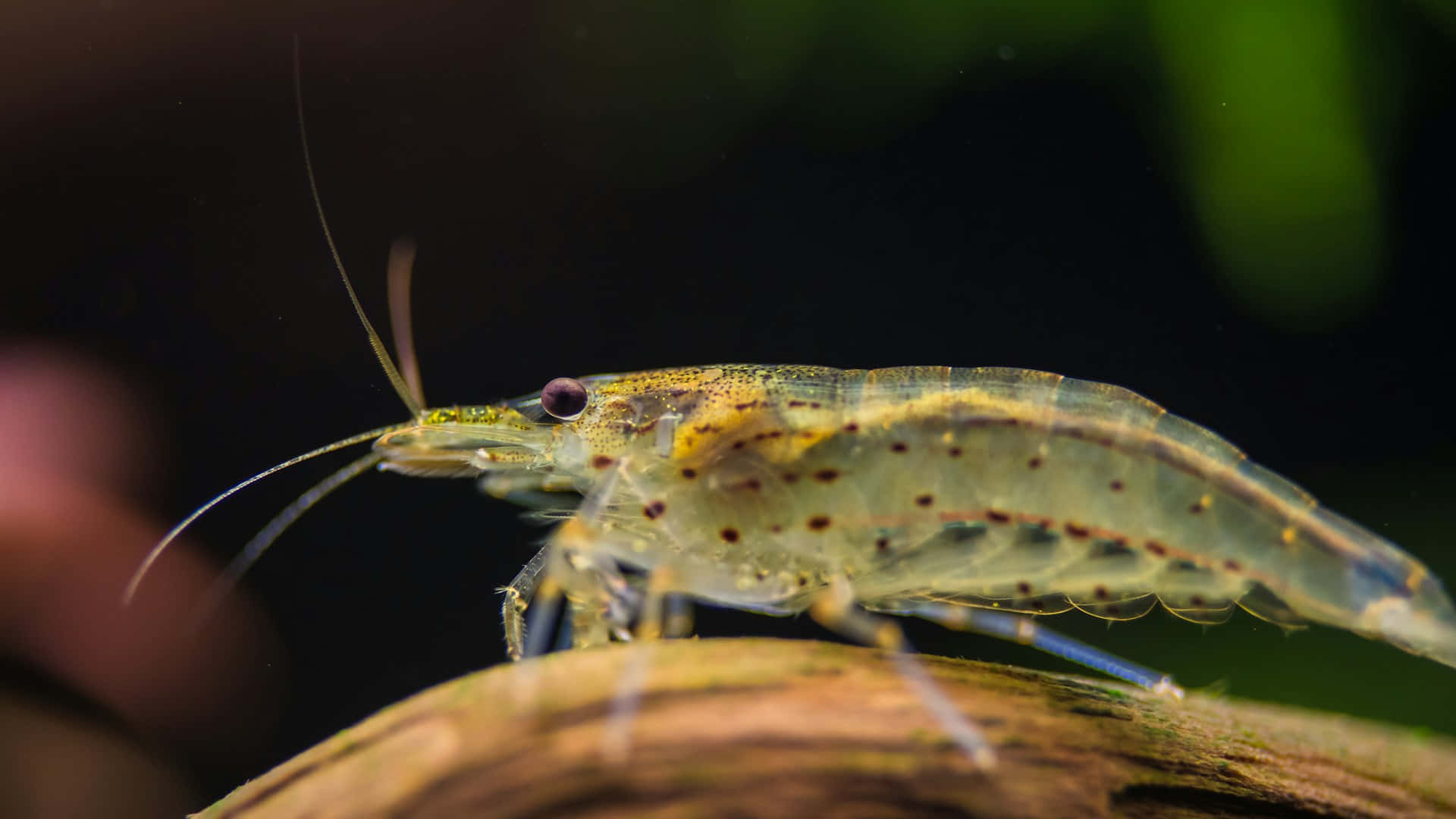 Amano Garnaal Op Drijfhout Achtergrond