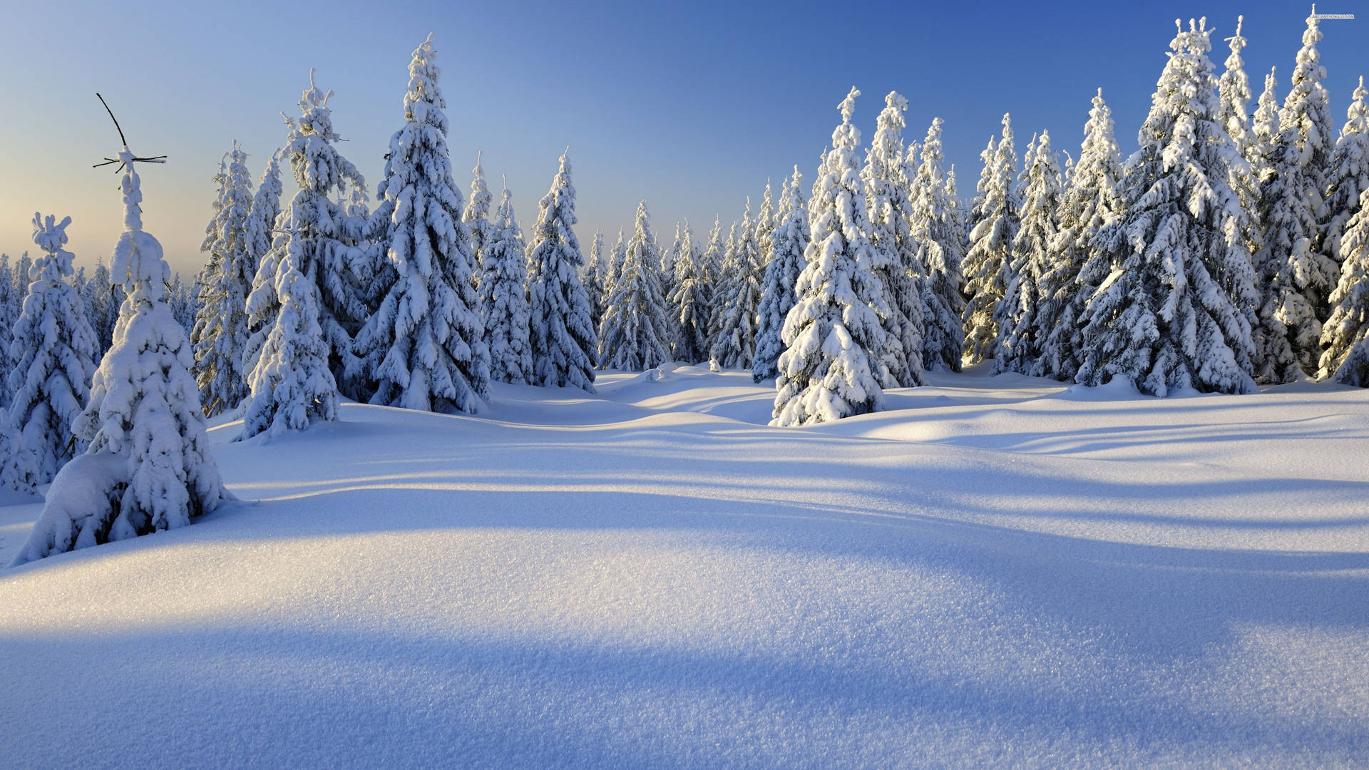 Tag det fantastiske udseende af vinterens skønhed Wallpaper