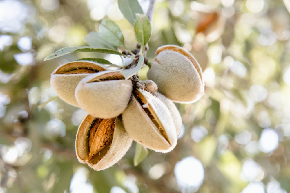 Amazing Almond Tree
