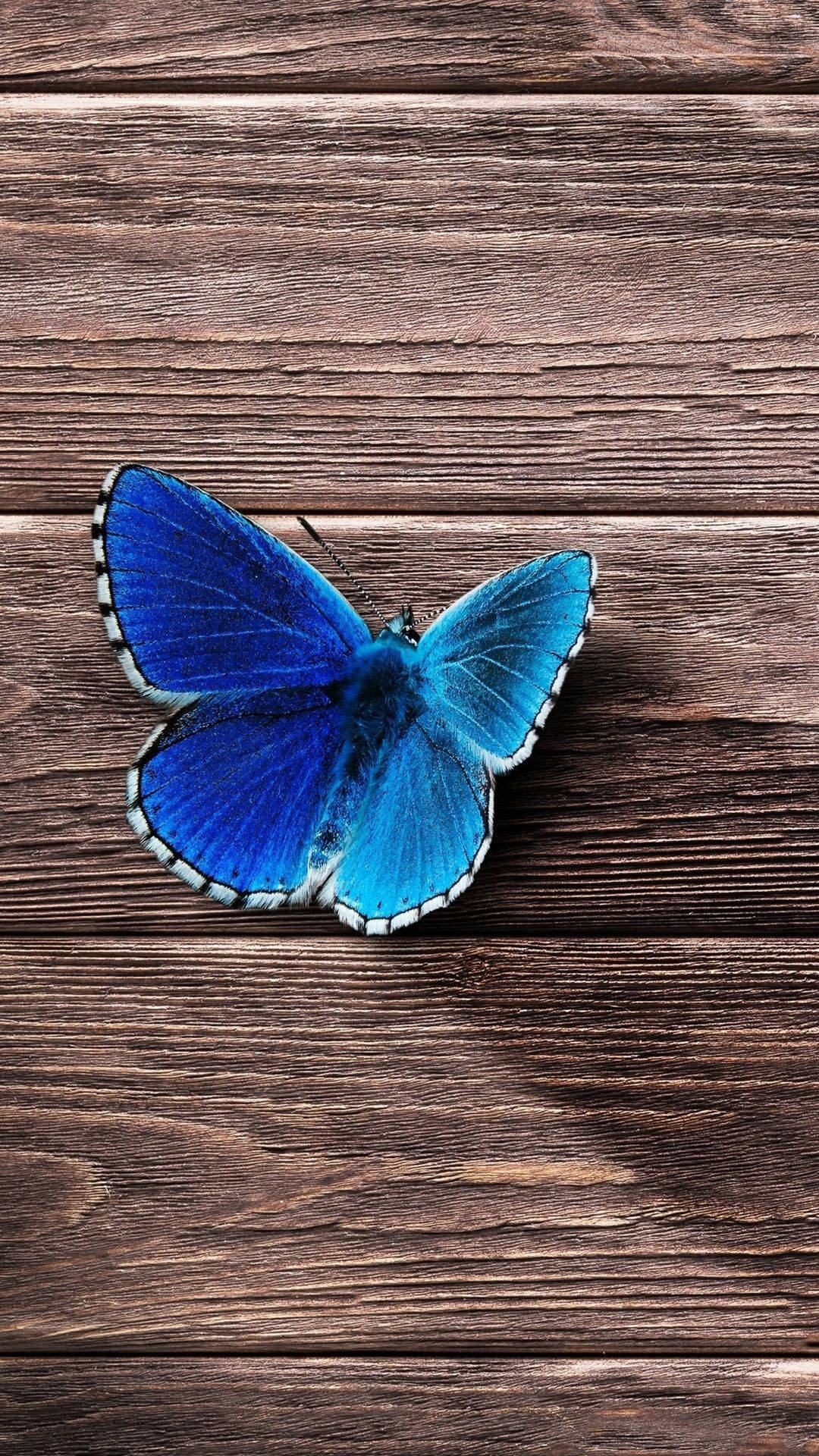 Fantastisk sommerfugl iphone tema skærm Wallpaper