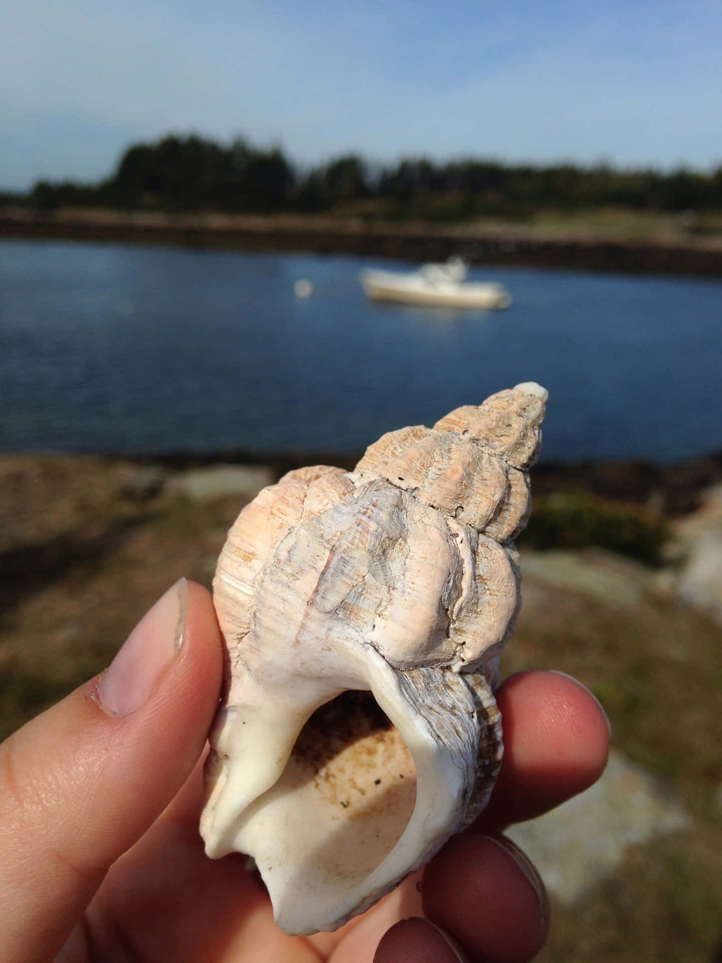 Amazing Close-up Of A Whelk Shell Wallpaper