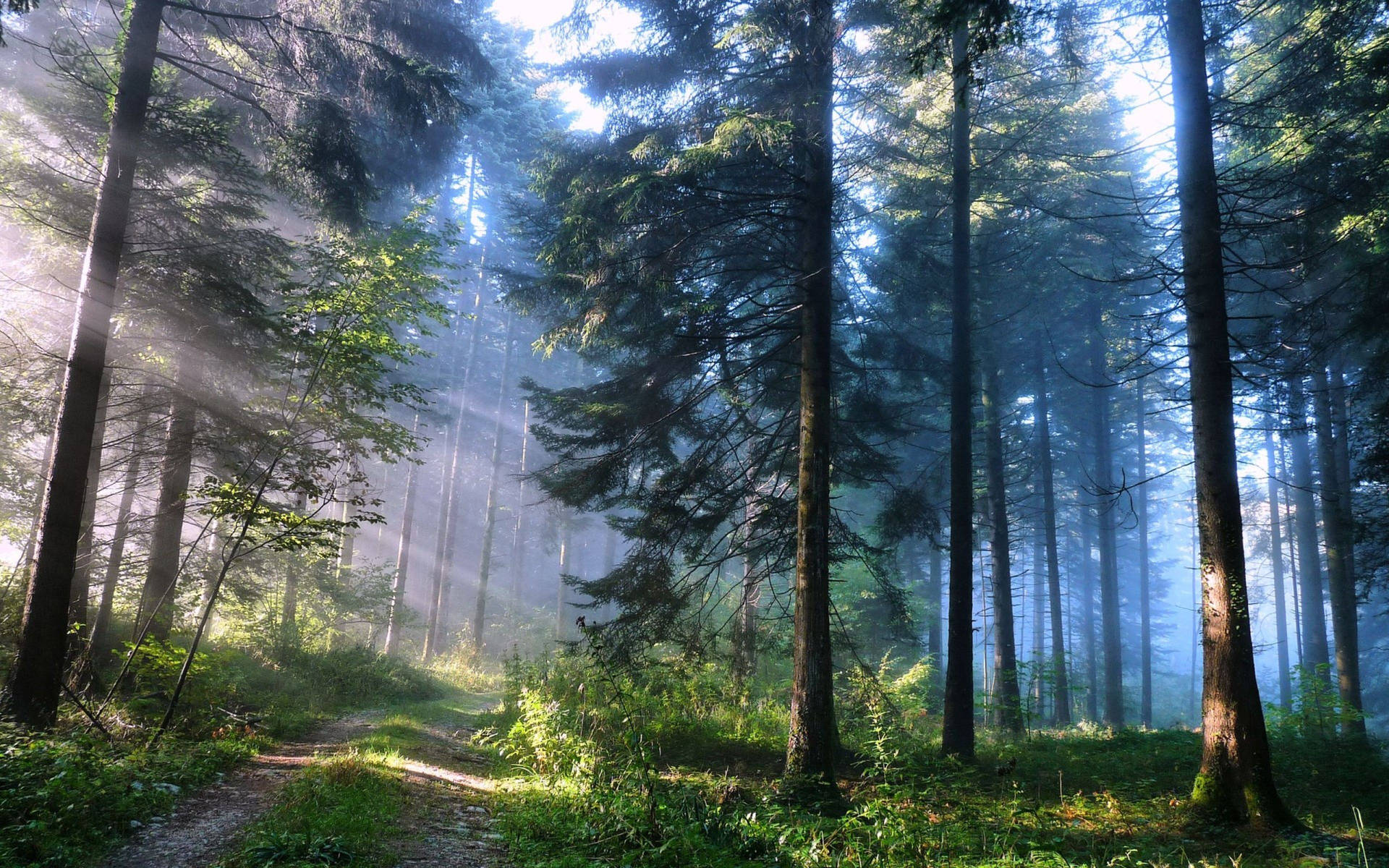 Amazing Enchanted Pine Forest Wallpaper