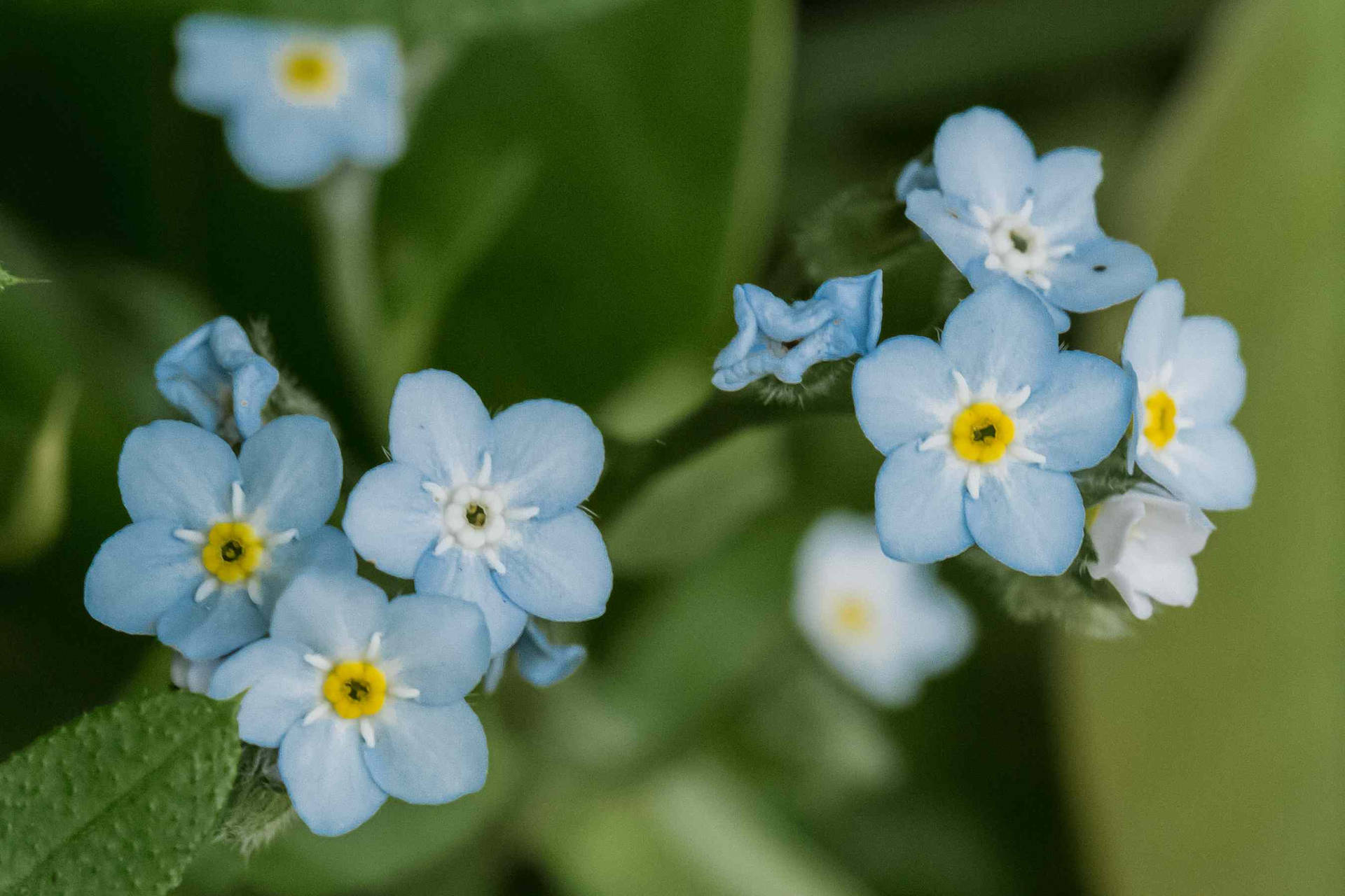 Amazing Forget Me Not Flowers Wallpaper