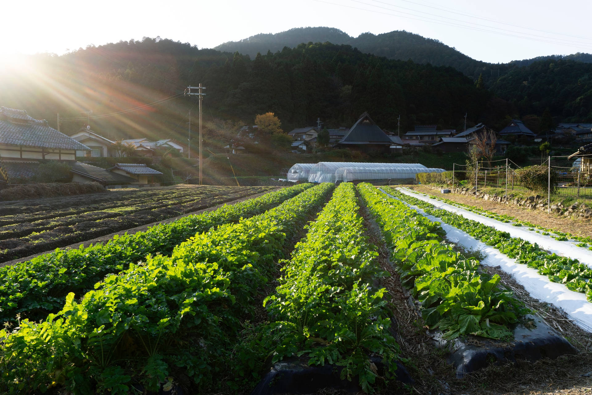 Amazing Japan Carrots And Cabbages Farm Wallpaper