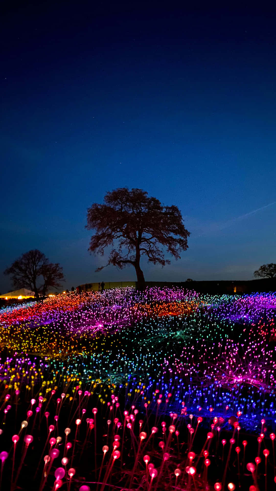 Picture Amazing Illuminated Flowers